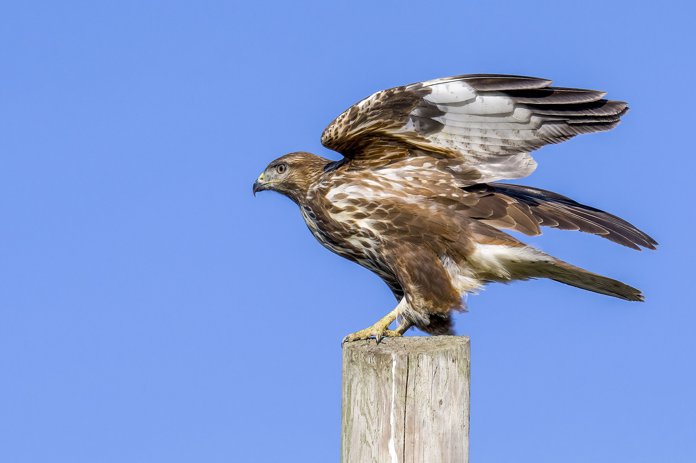 Buteo buteo o poiana comune