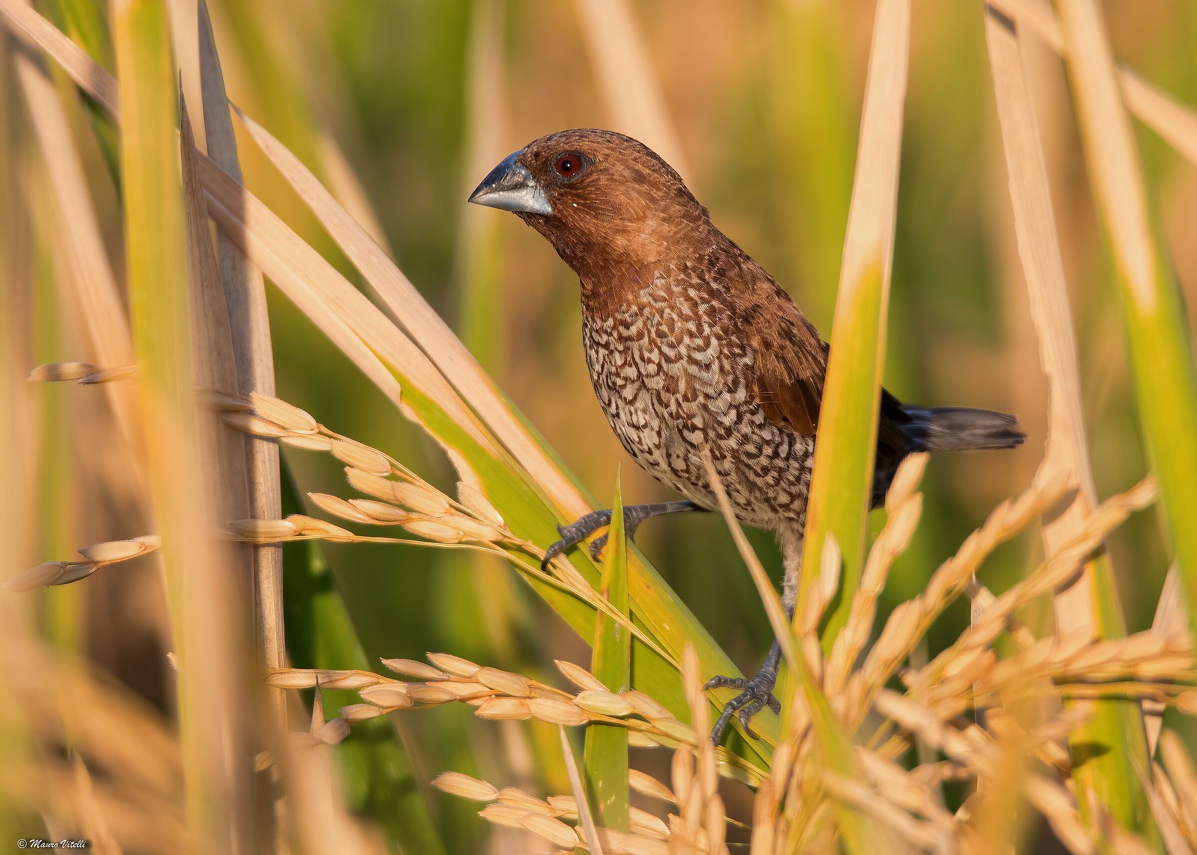 Squamate Sparrow (Lonchura punctulata)