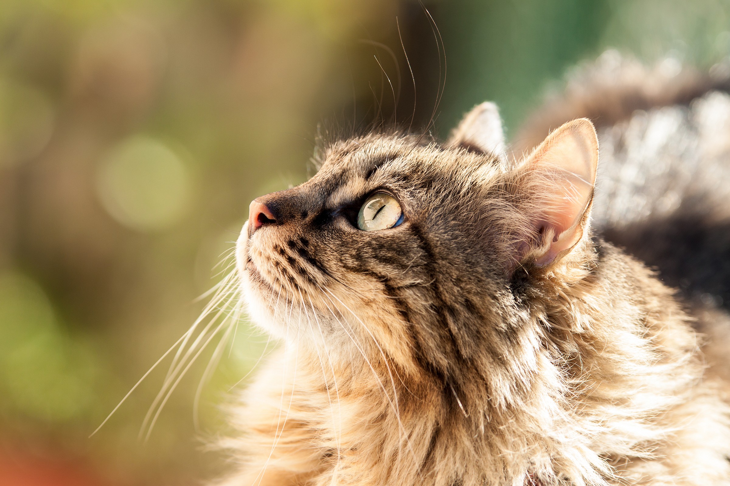 Sunny, Bokehy Sciangatta