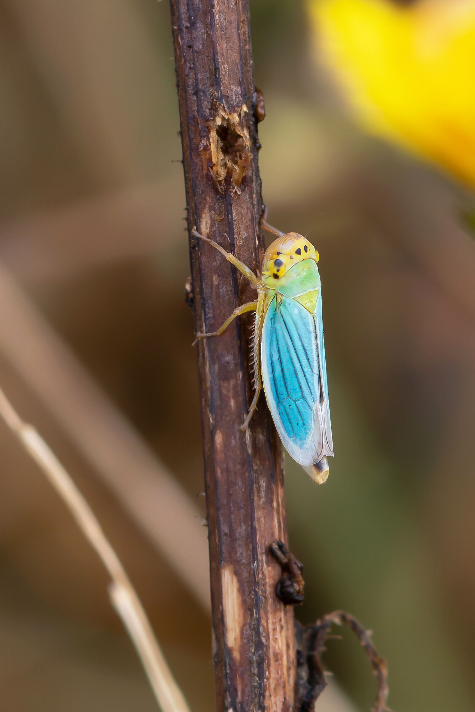 Cicadella viridis