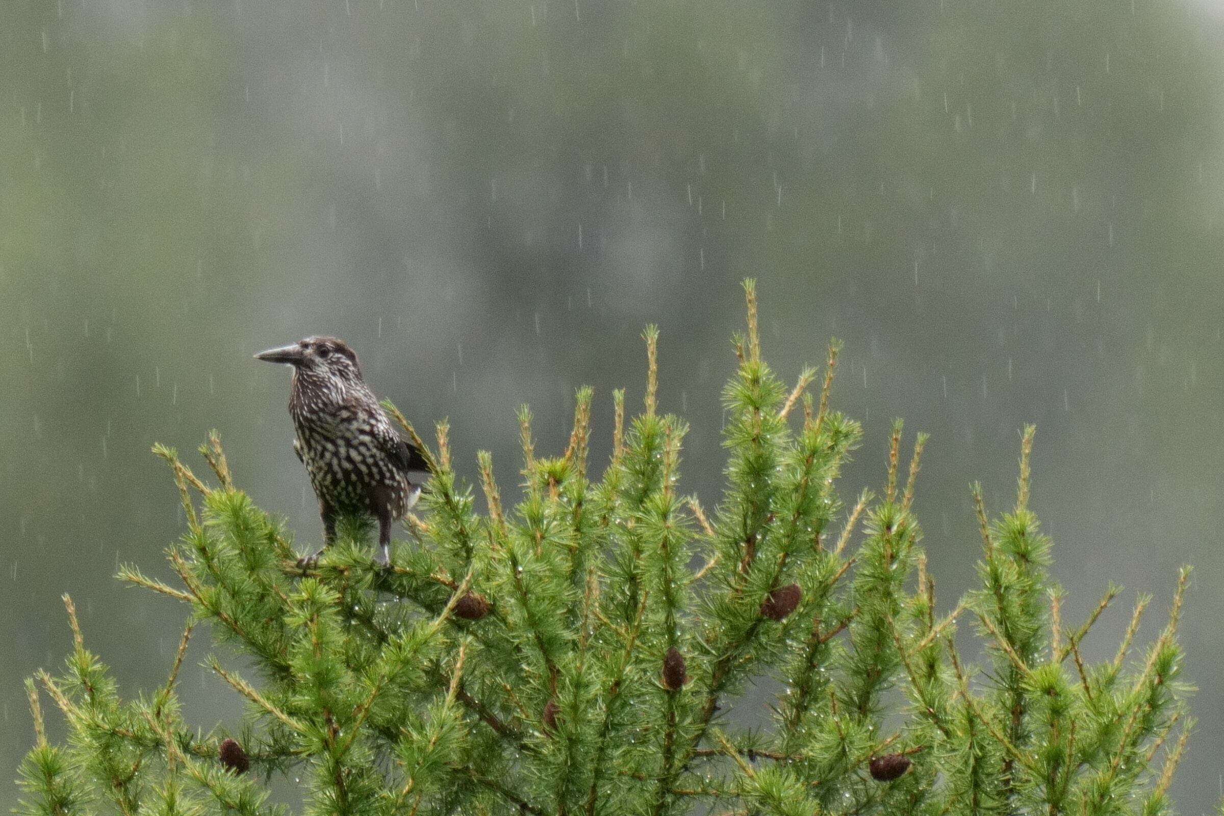 In the rain ...