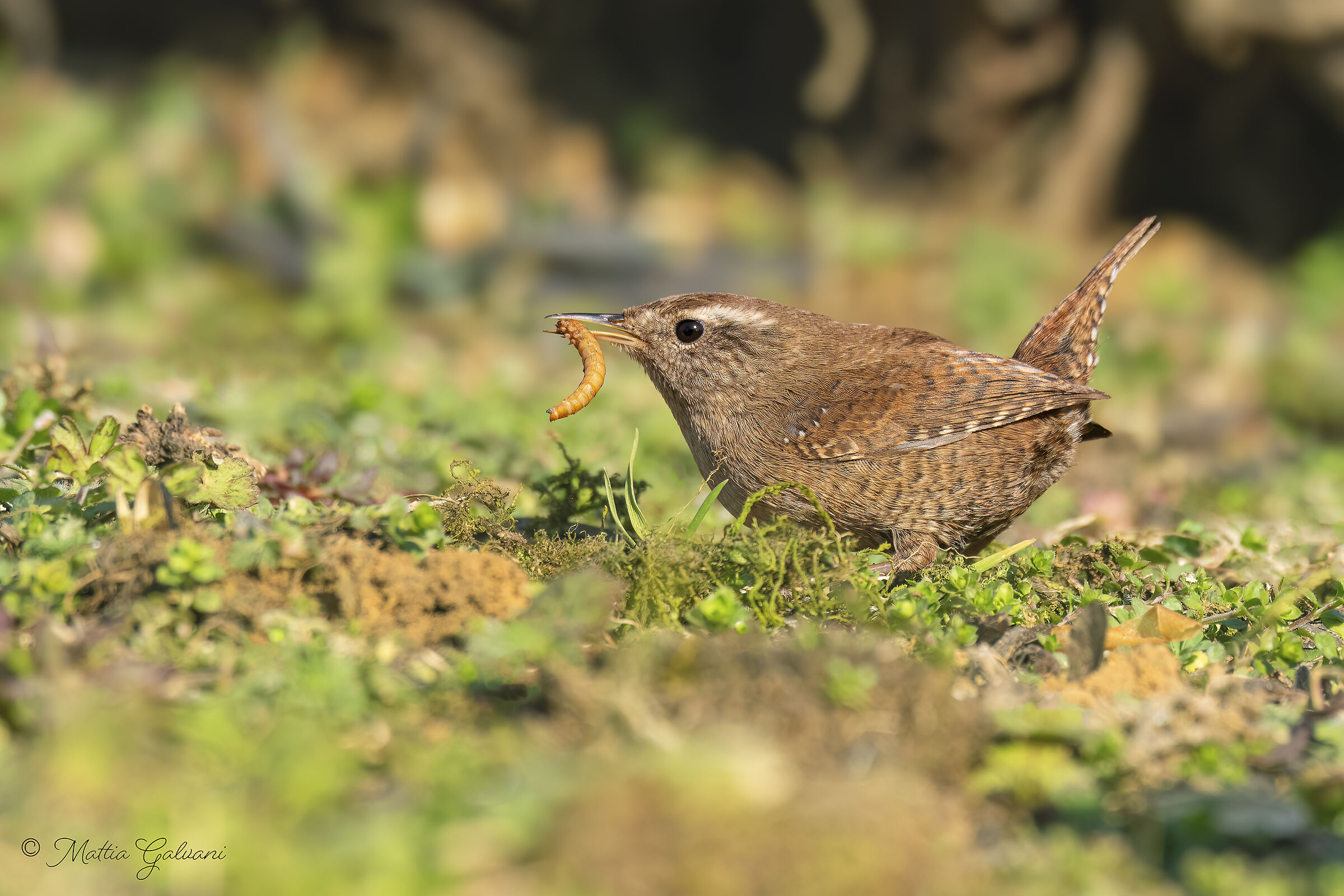My first wren