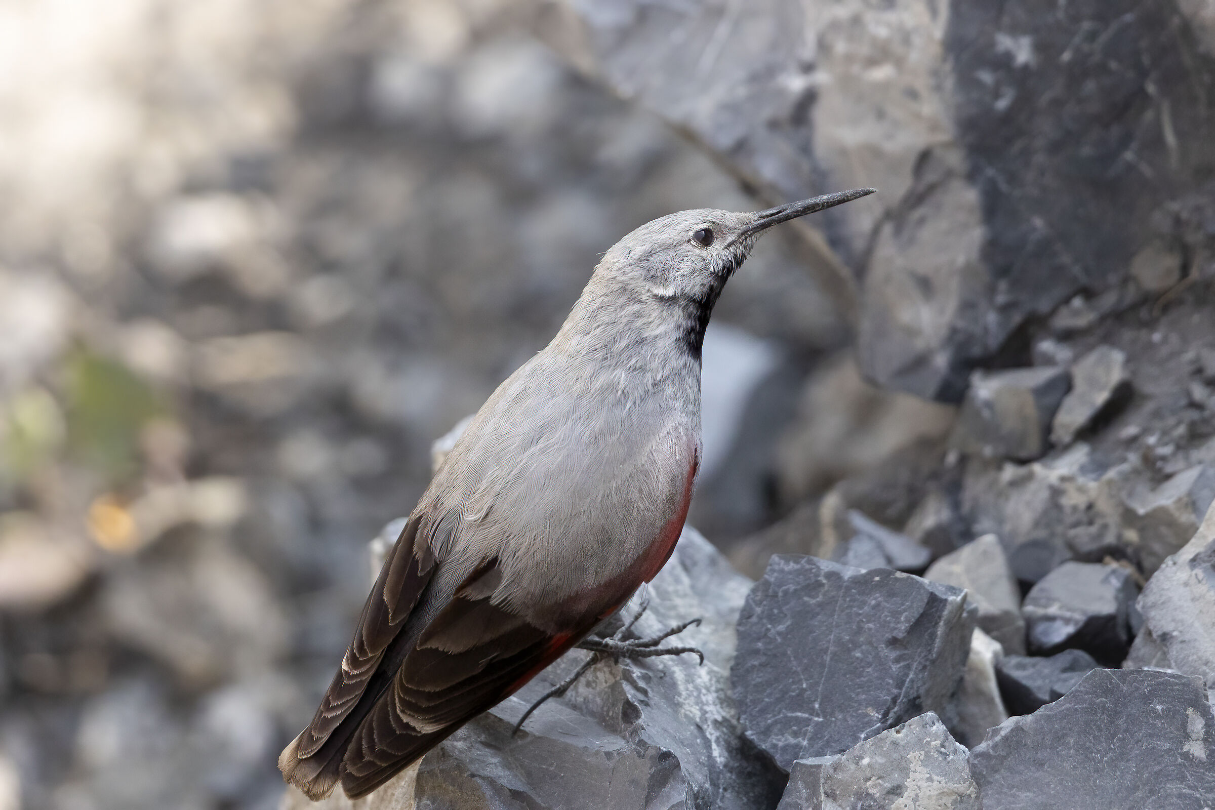 eleganza tra le rocce, picchio muraiolo