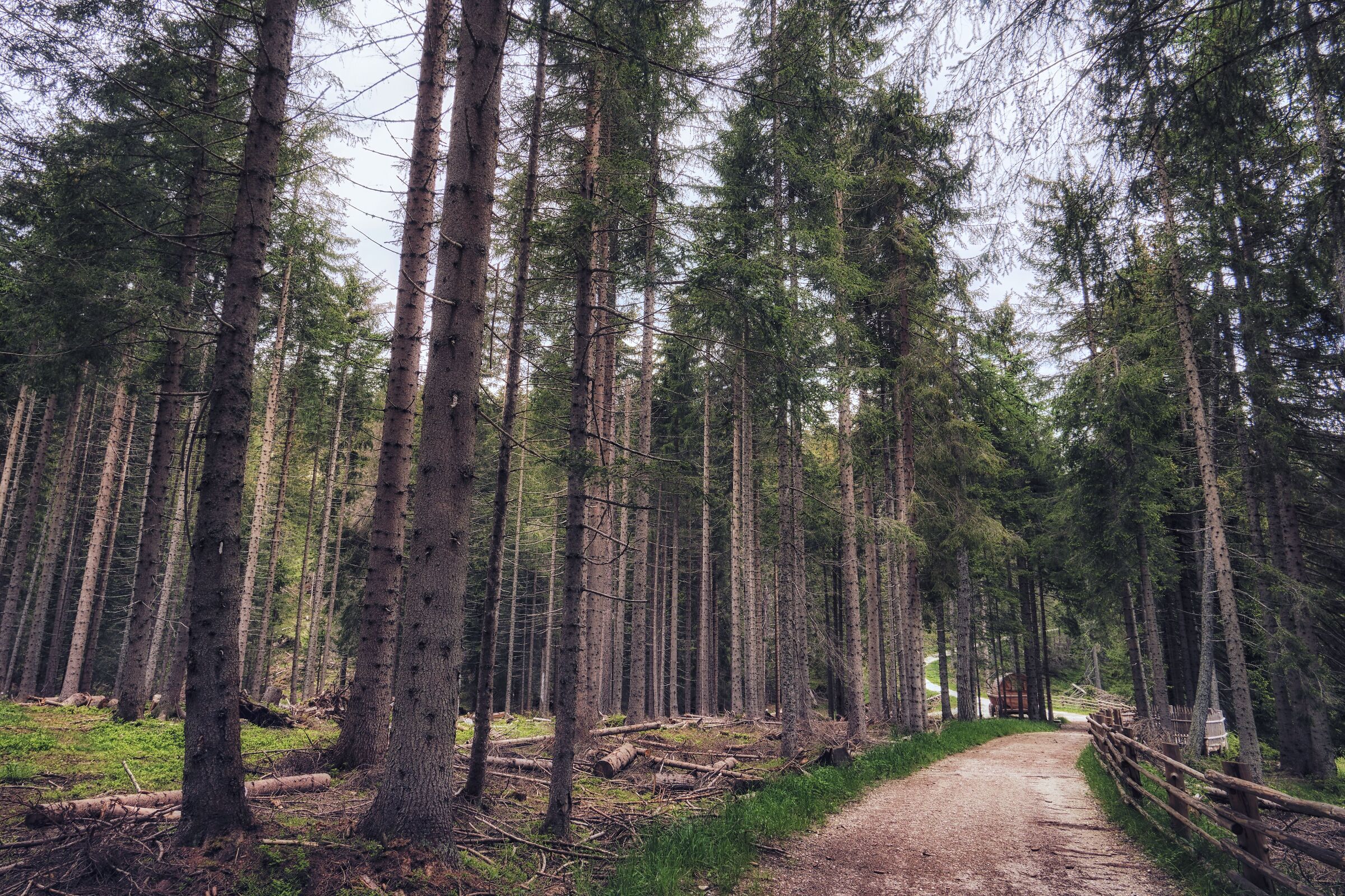 Woods - San Candido