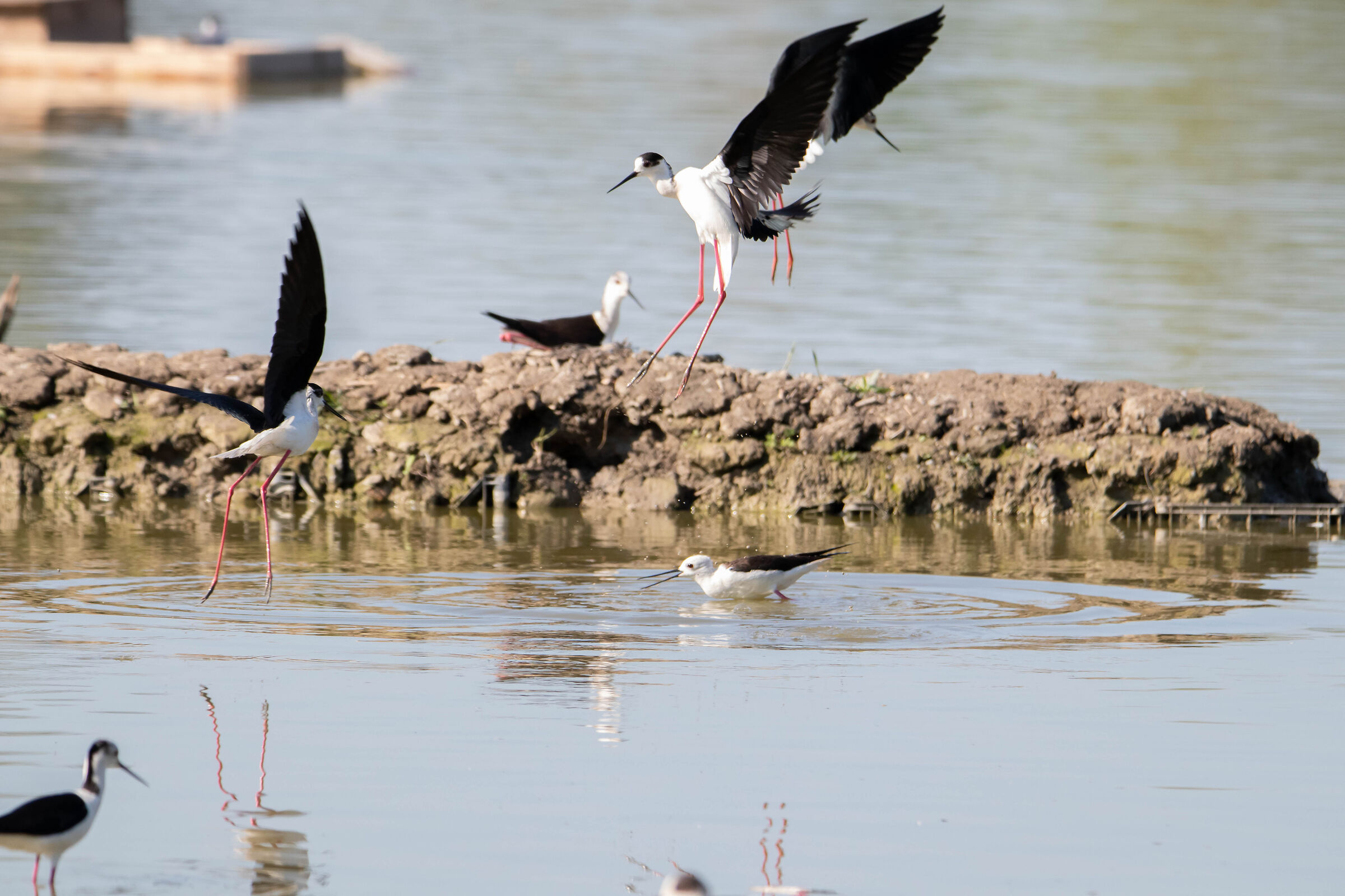 Sgarza dal ciuffo oasi torrile