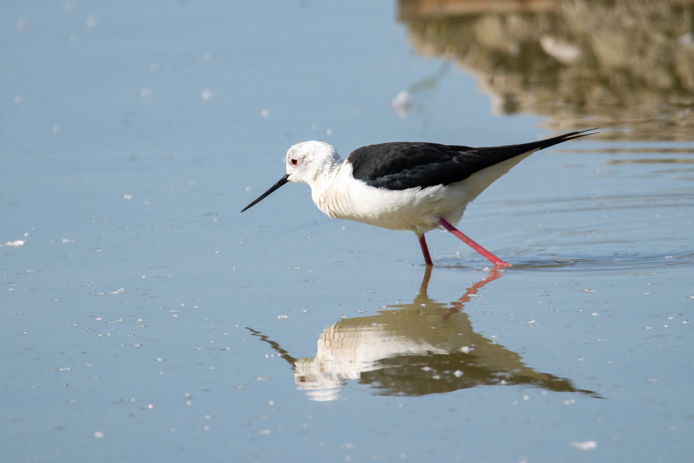 tufted gauze oasis Torrile