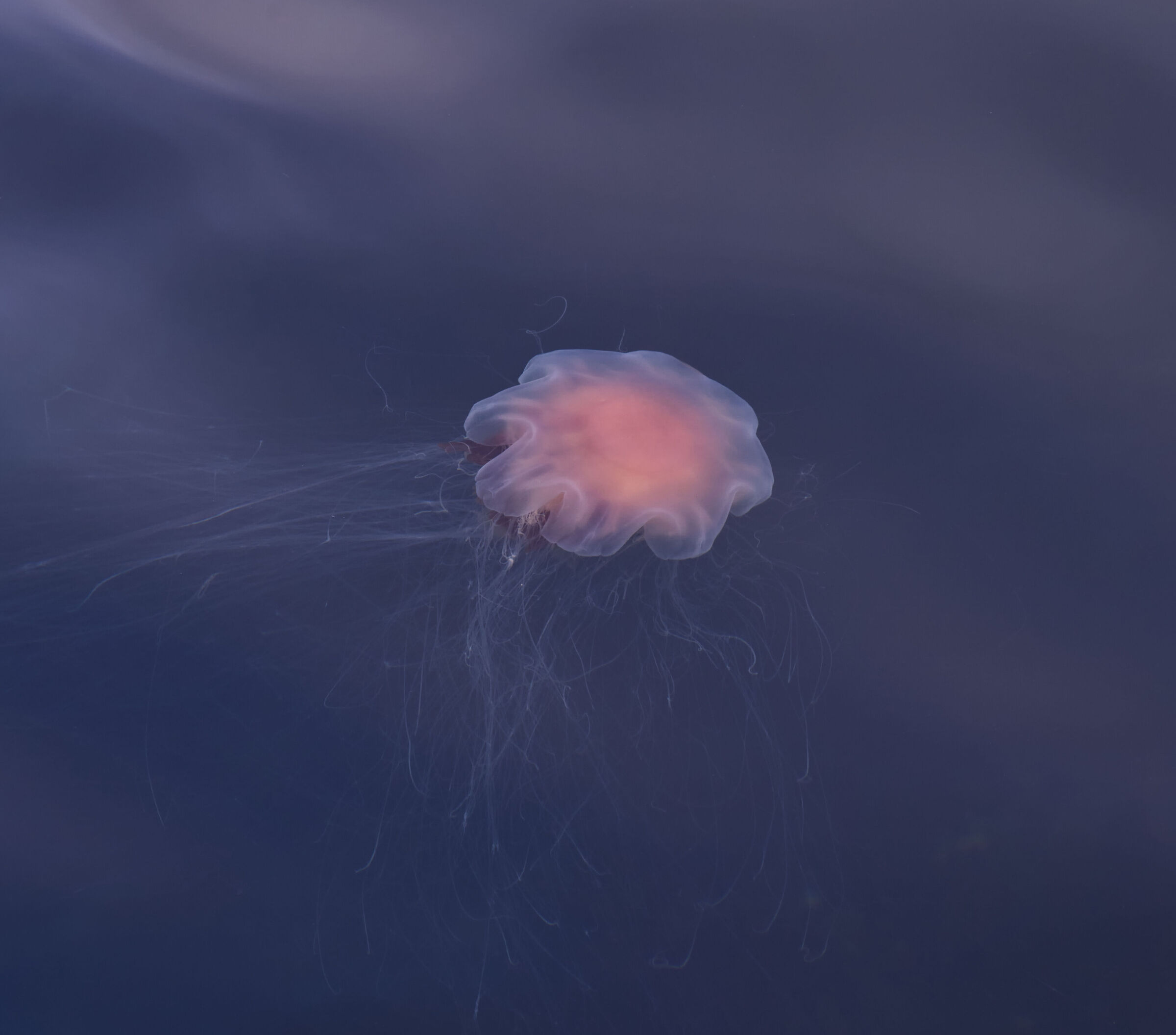 jellyfish