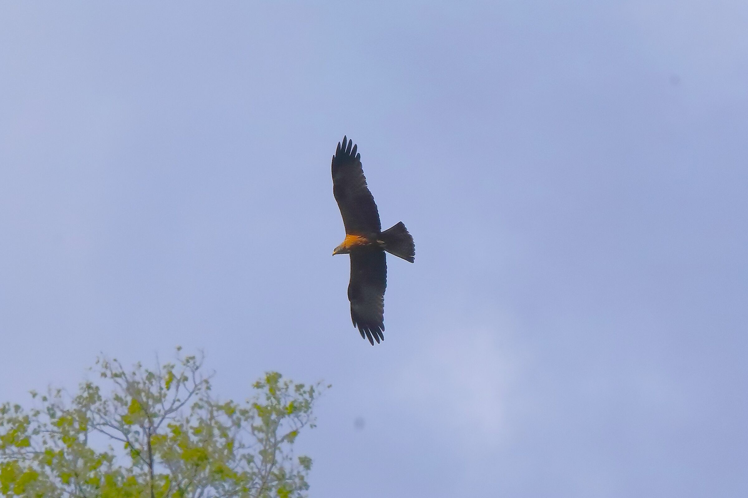 Nibbio bruno 25-04-2023