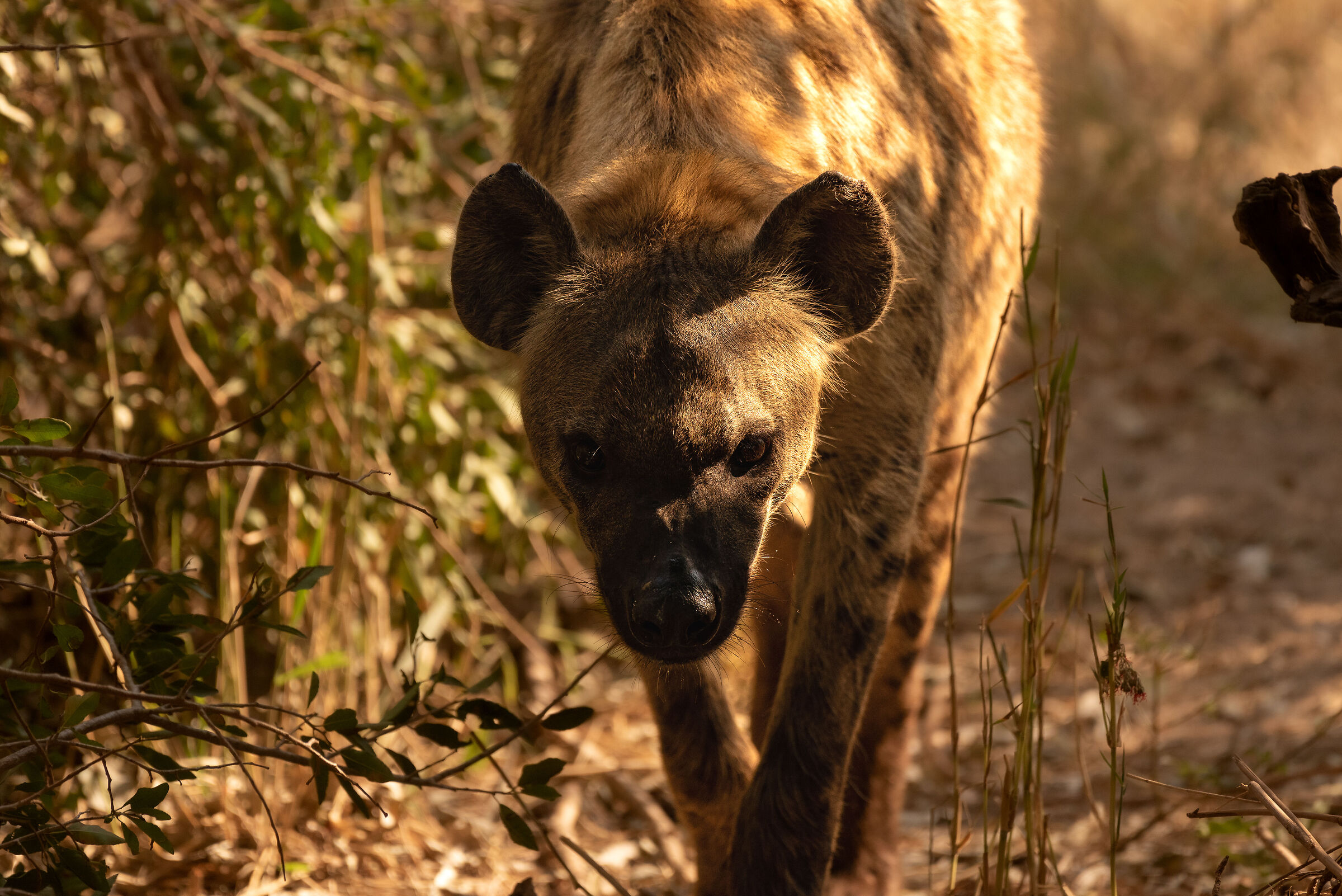 spotted hyena