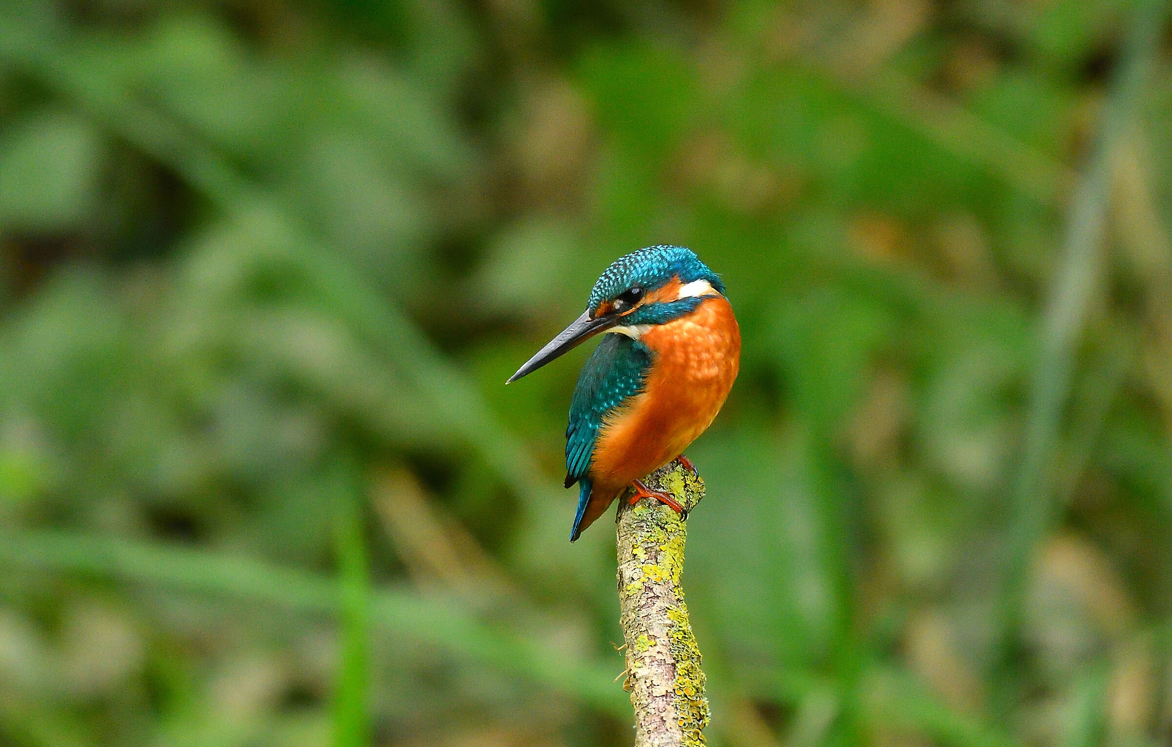 All'improvviso il martino