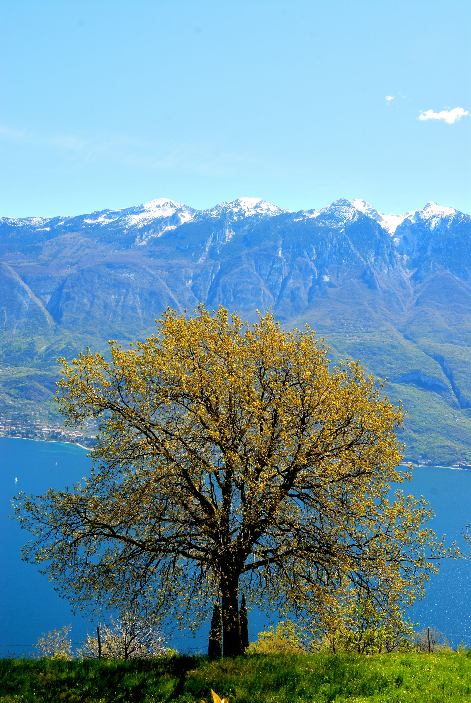 Lemon.... on Lake Garda
