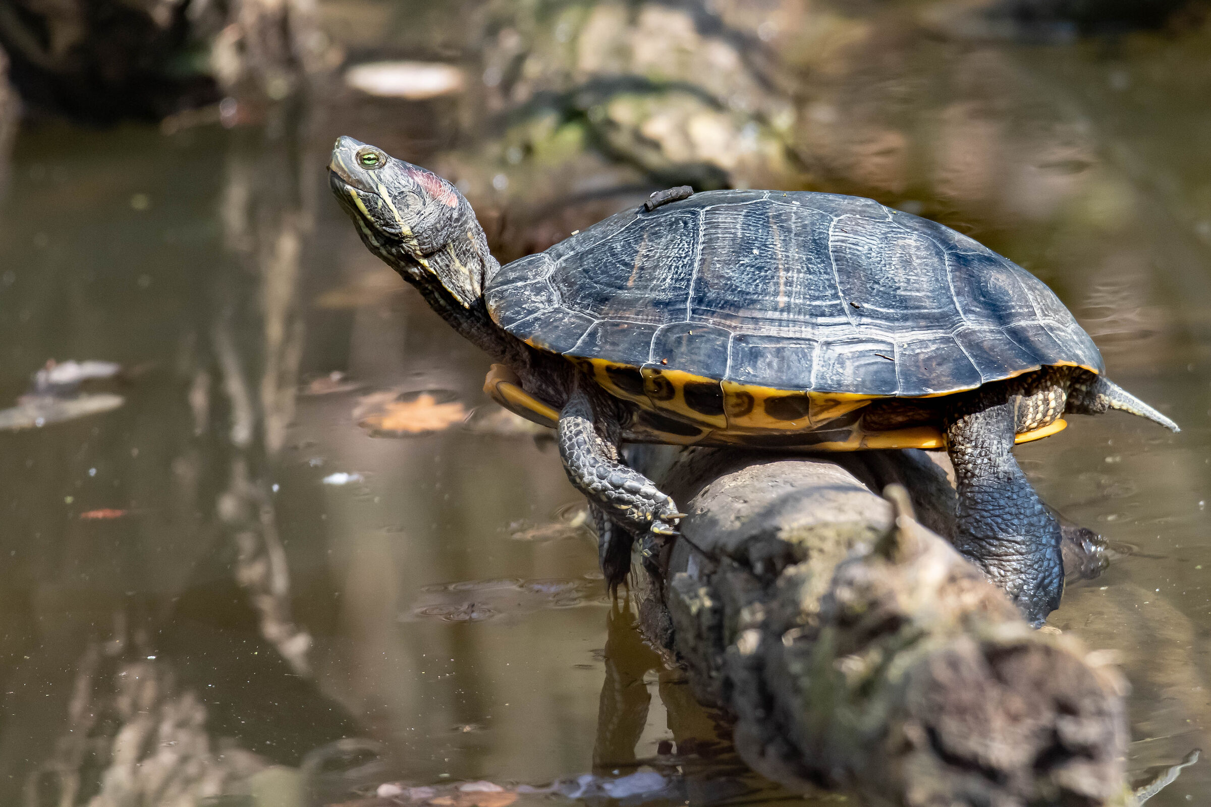 American marsh turtle
