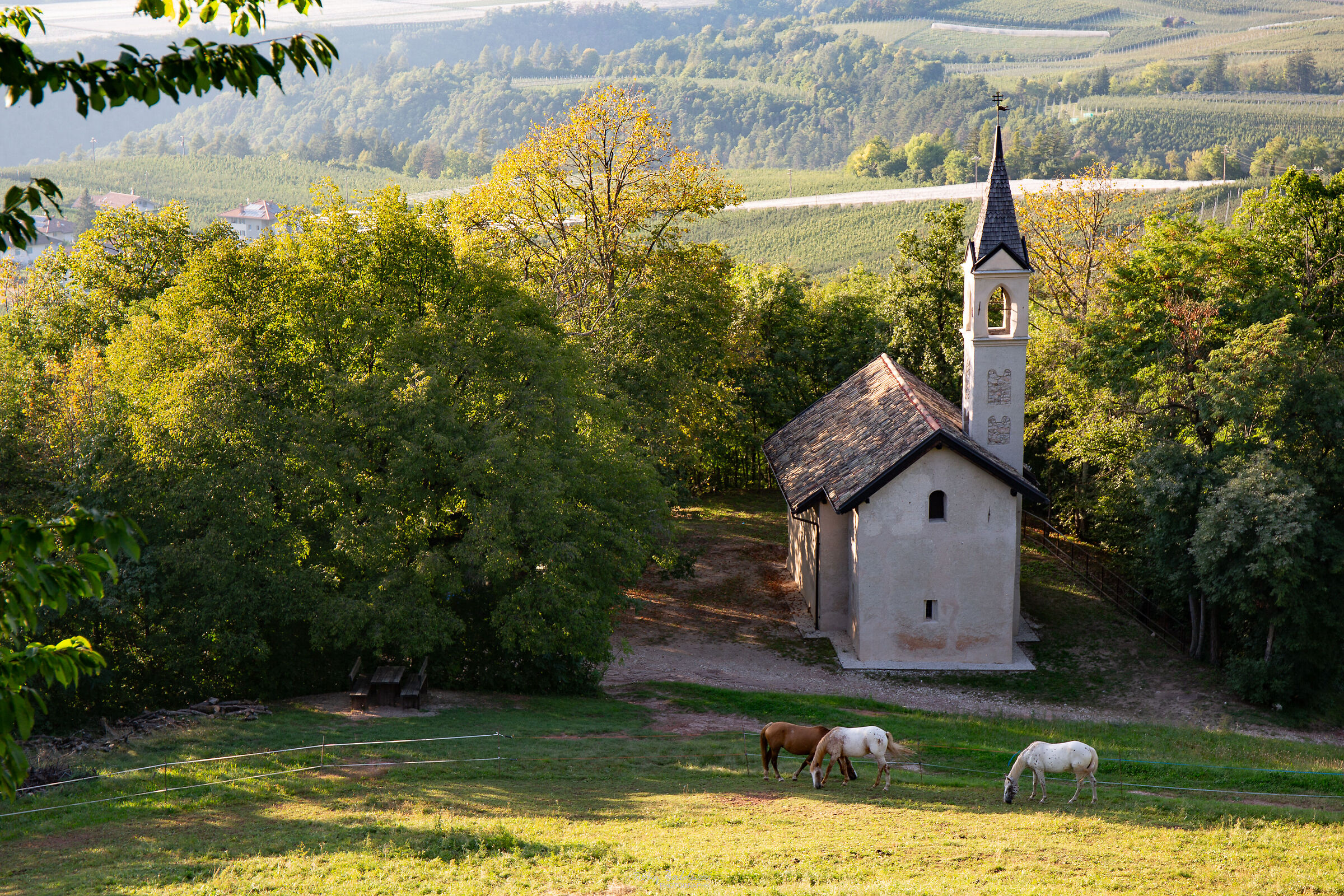 Horses dsvanti at the church