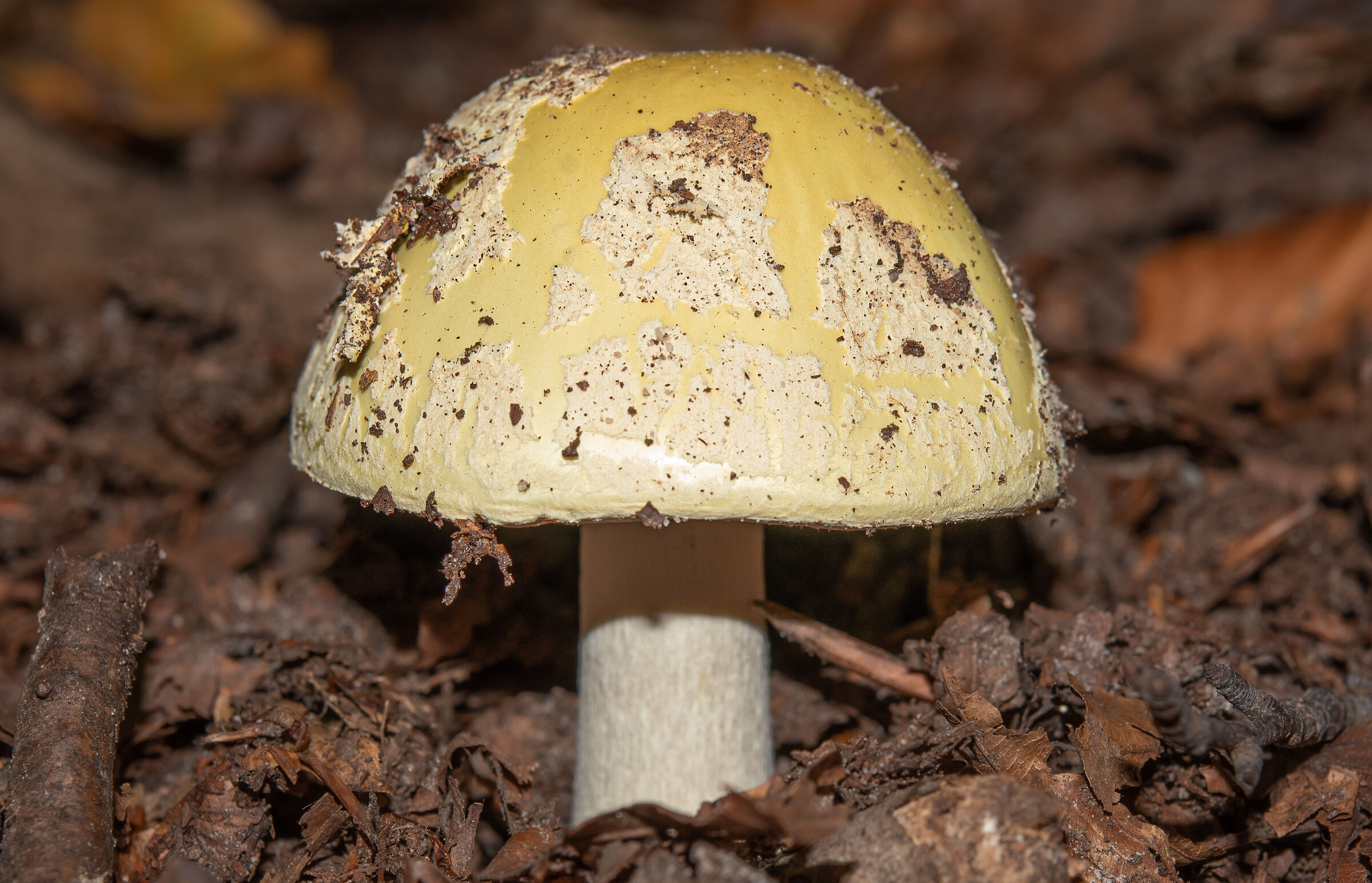 The deadly Amanita phalloides