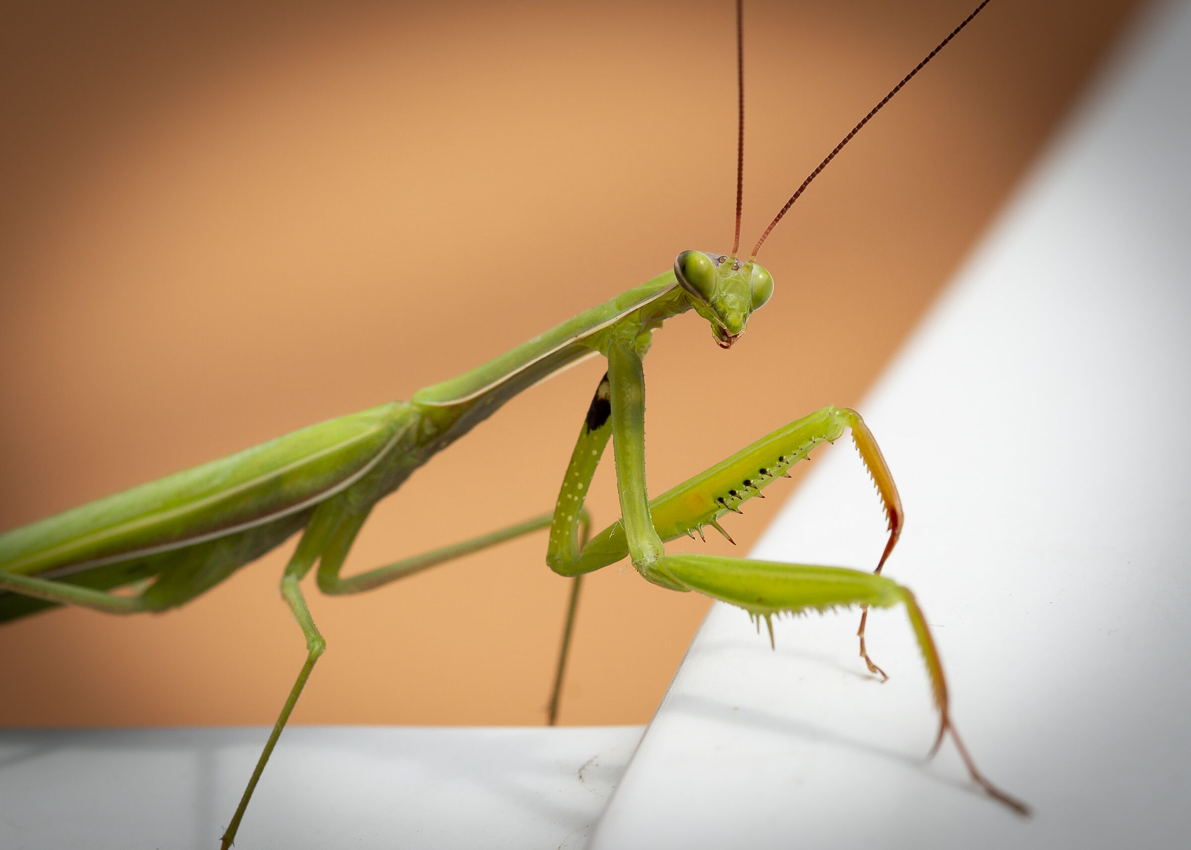 Mantis religiosa