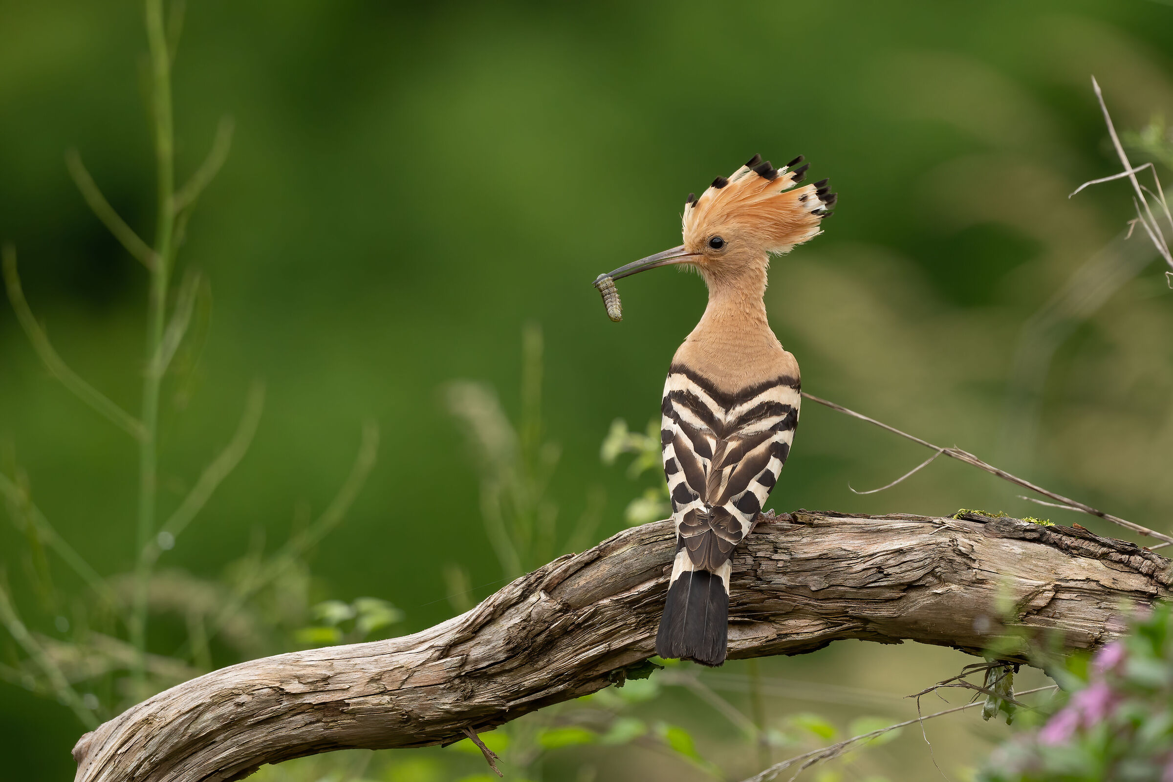 Hoopoe