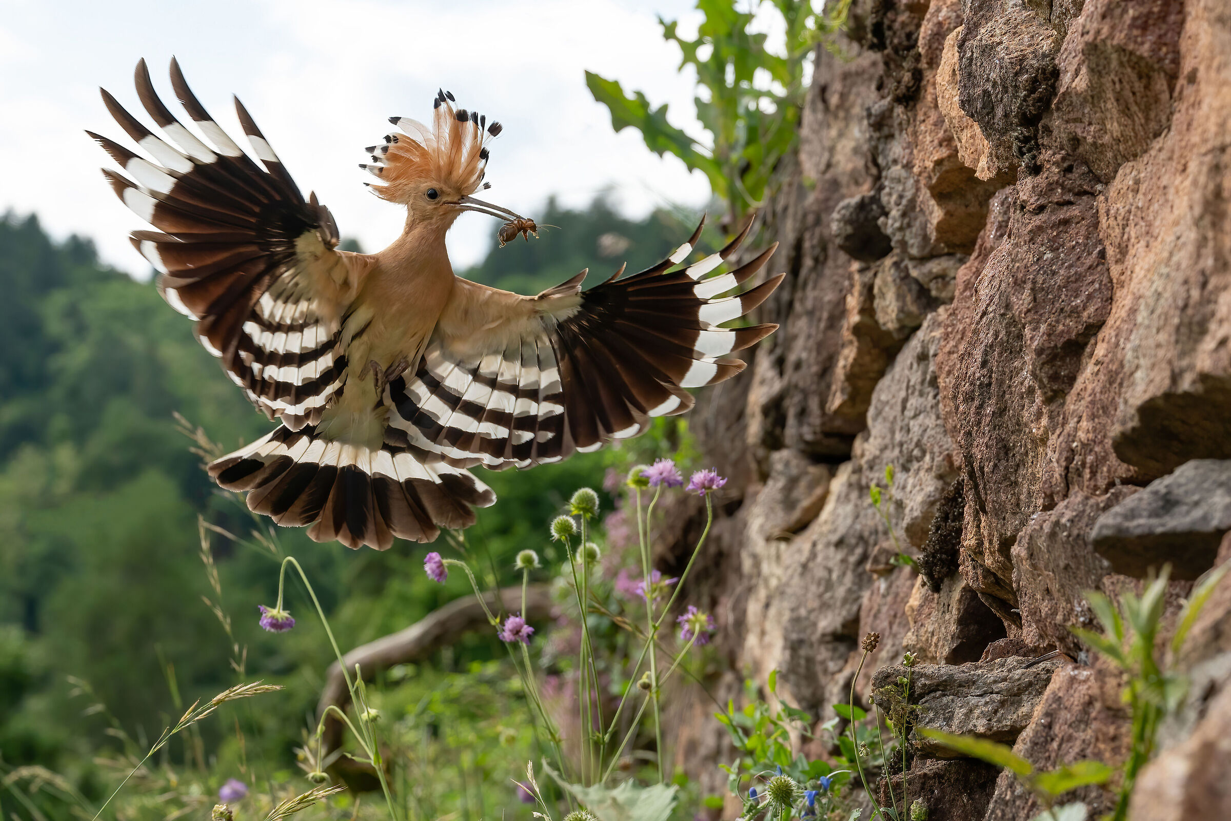Arrival at the nest
