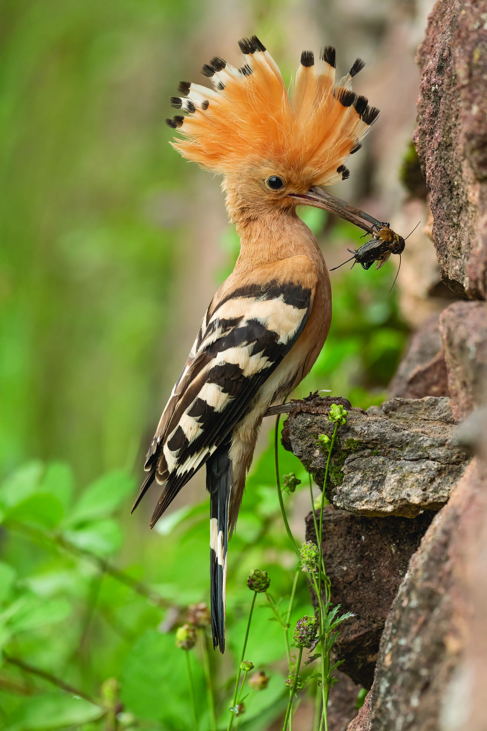 Hoopoe