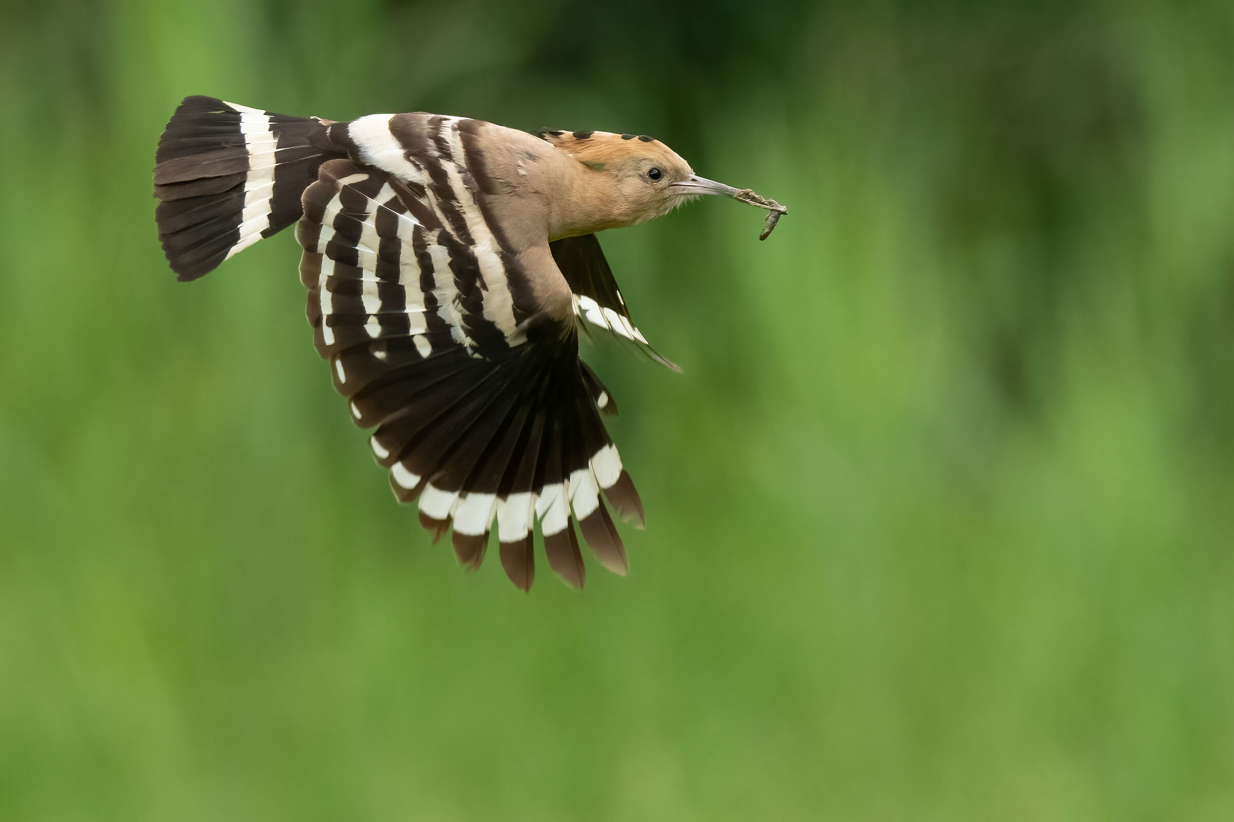 Hoopoe first shots with Z8