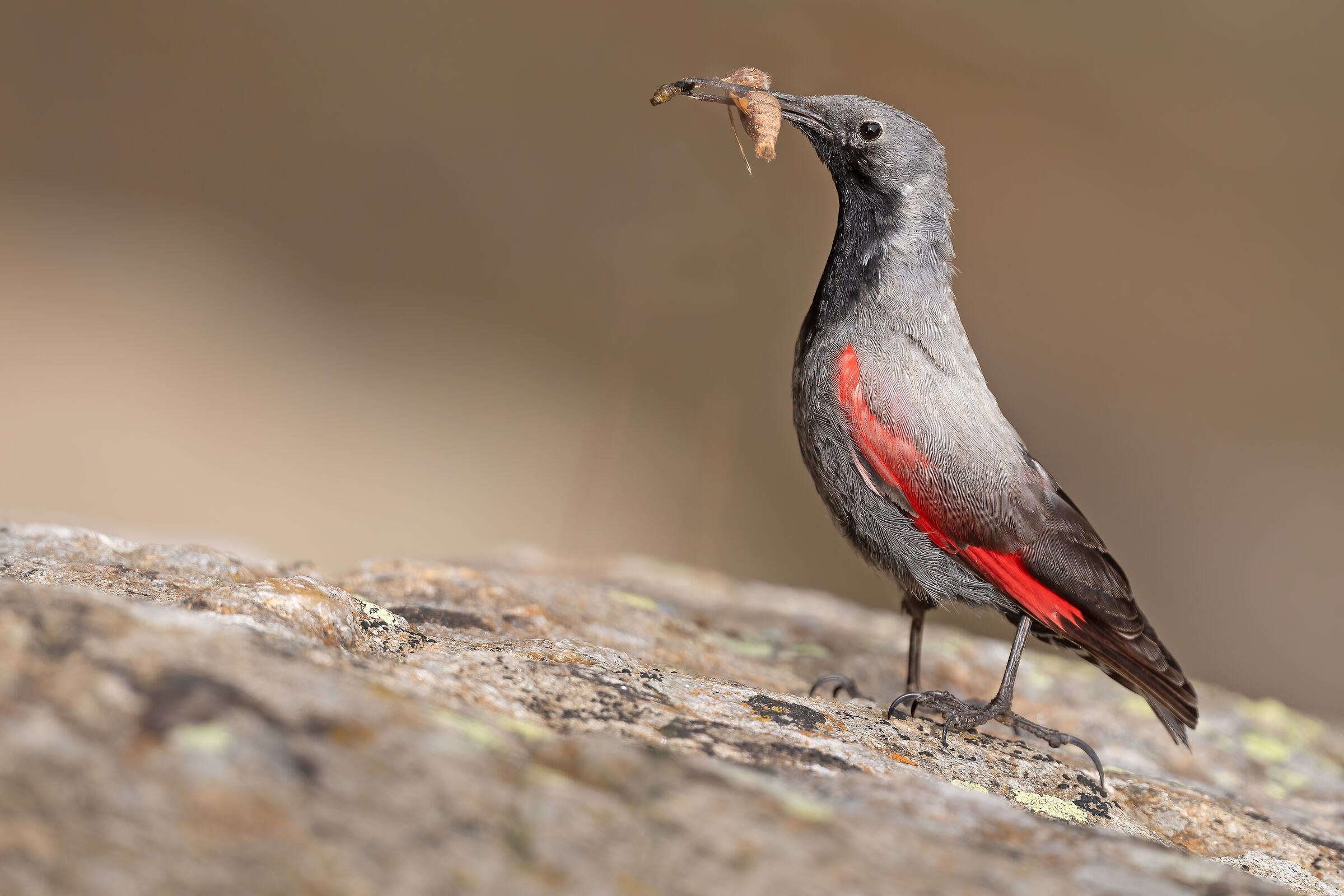 Male with capture