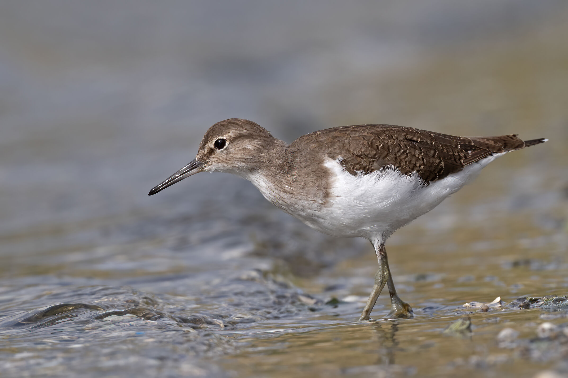 Sandpiper small sandpiper