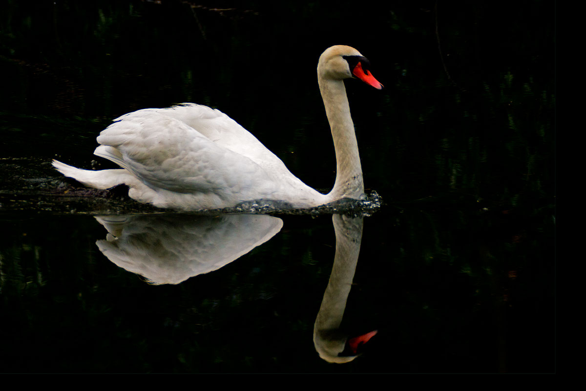 swan in the mirror