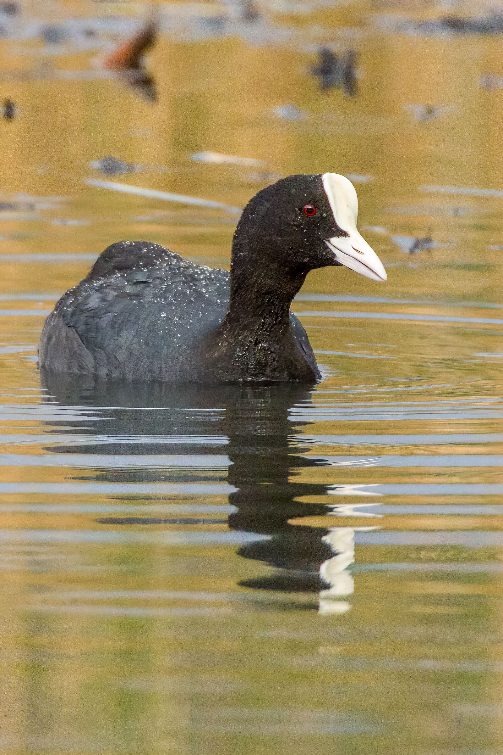 Coot