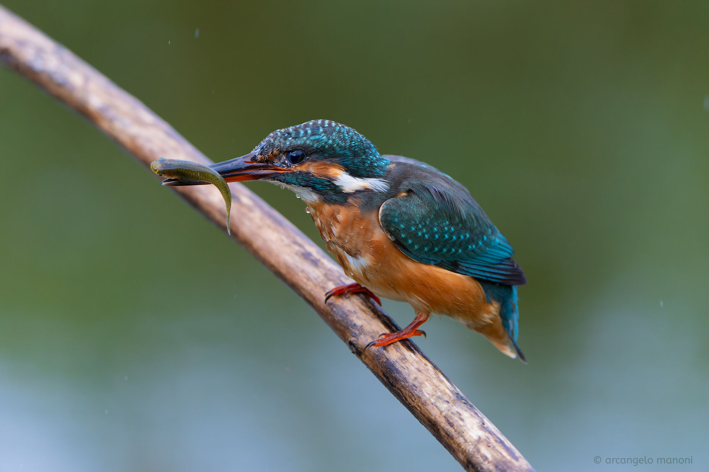 La pesca del buzzone
