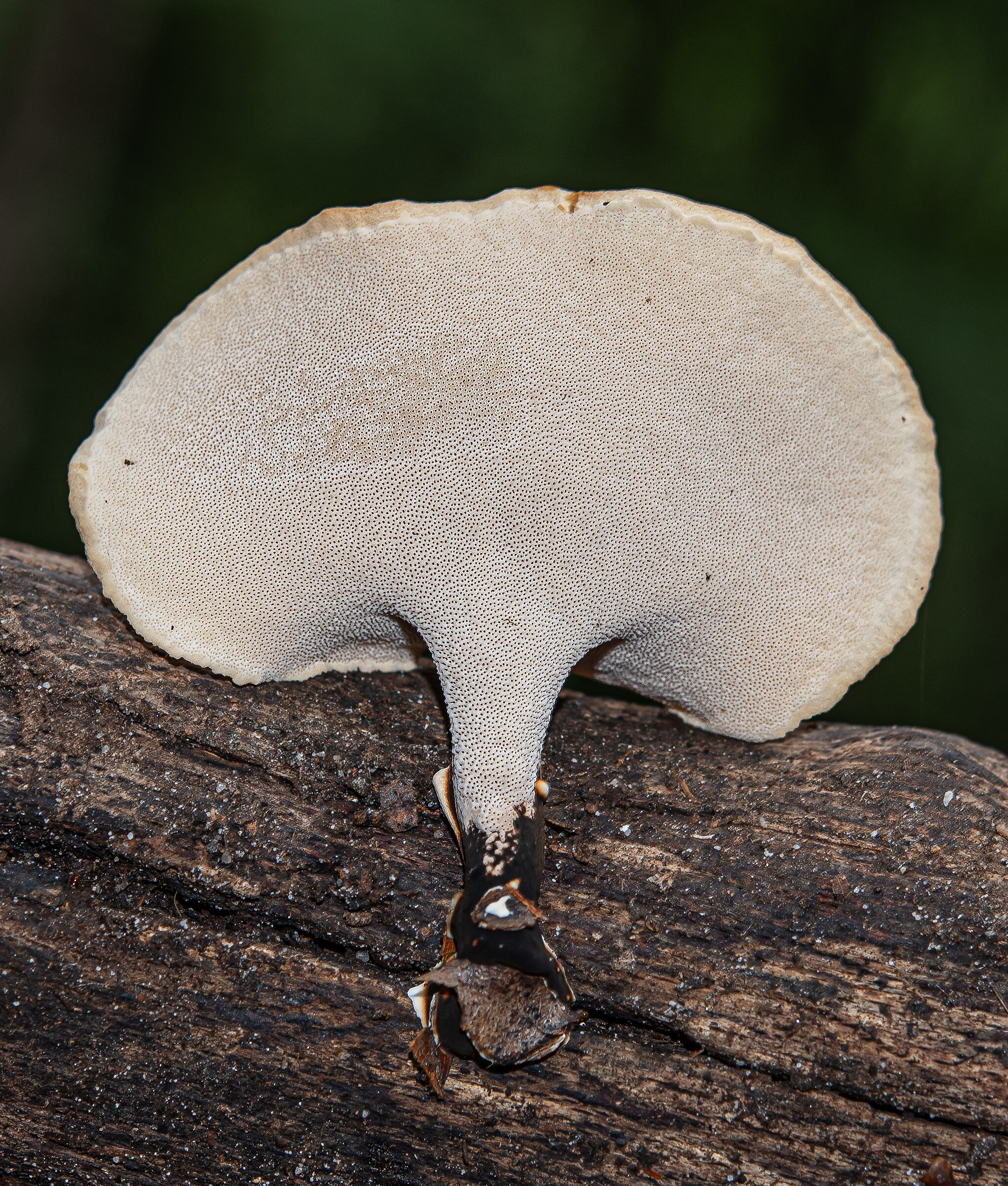 Lentinus brumalis