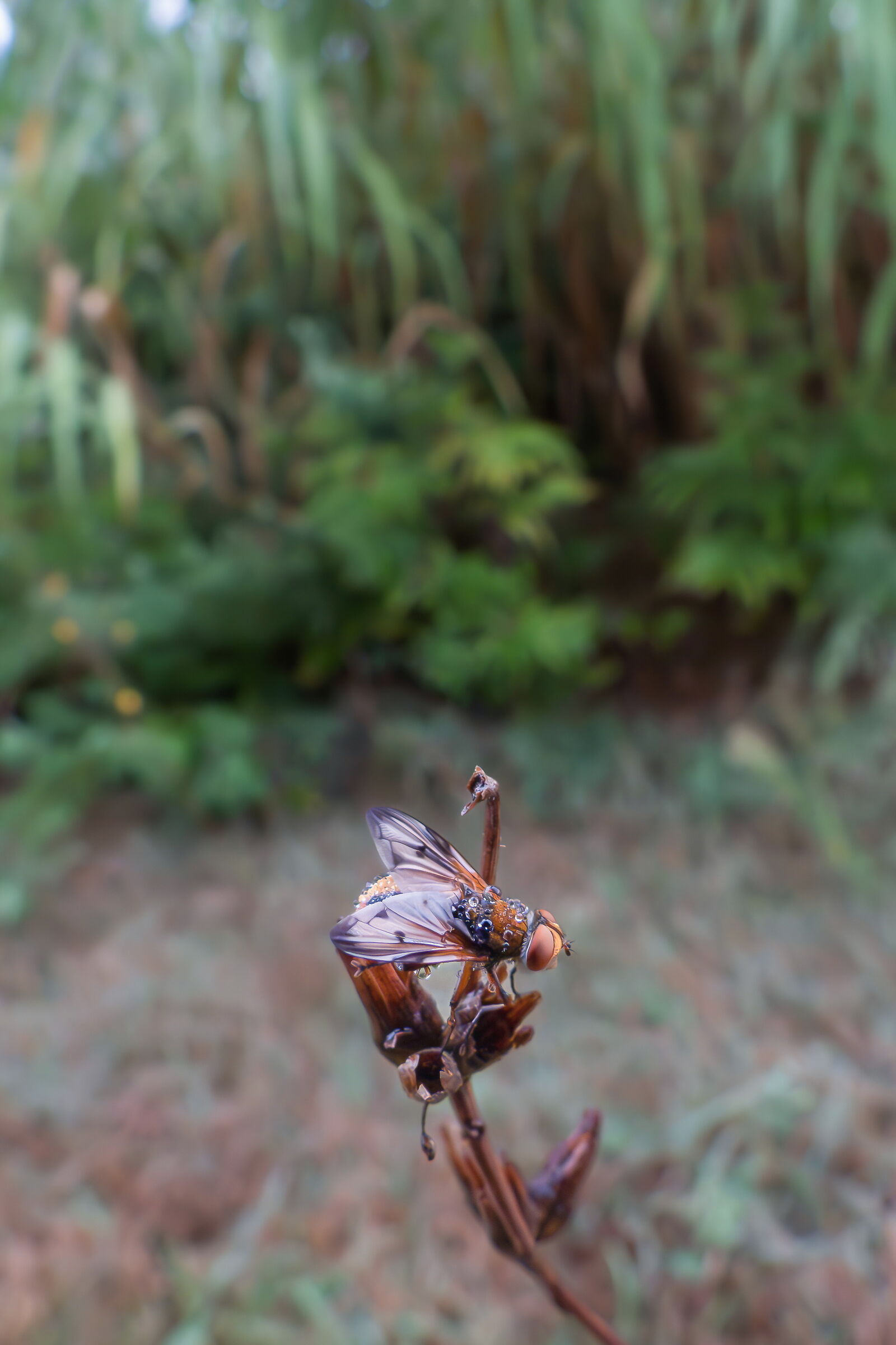 Close-up set with Coolpix p1000 (43)