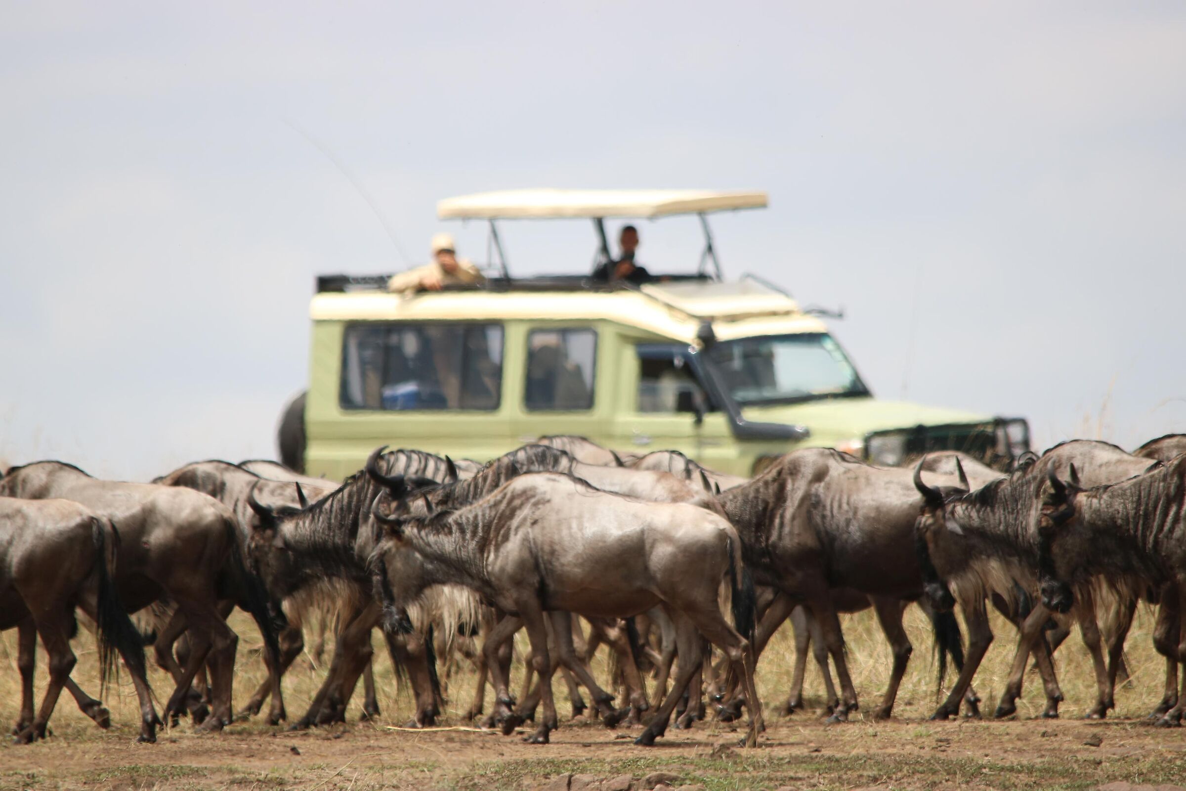 Masai Mara - Migration