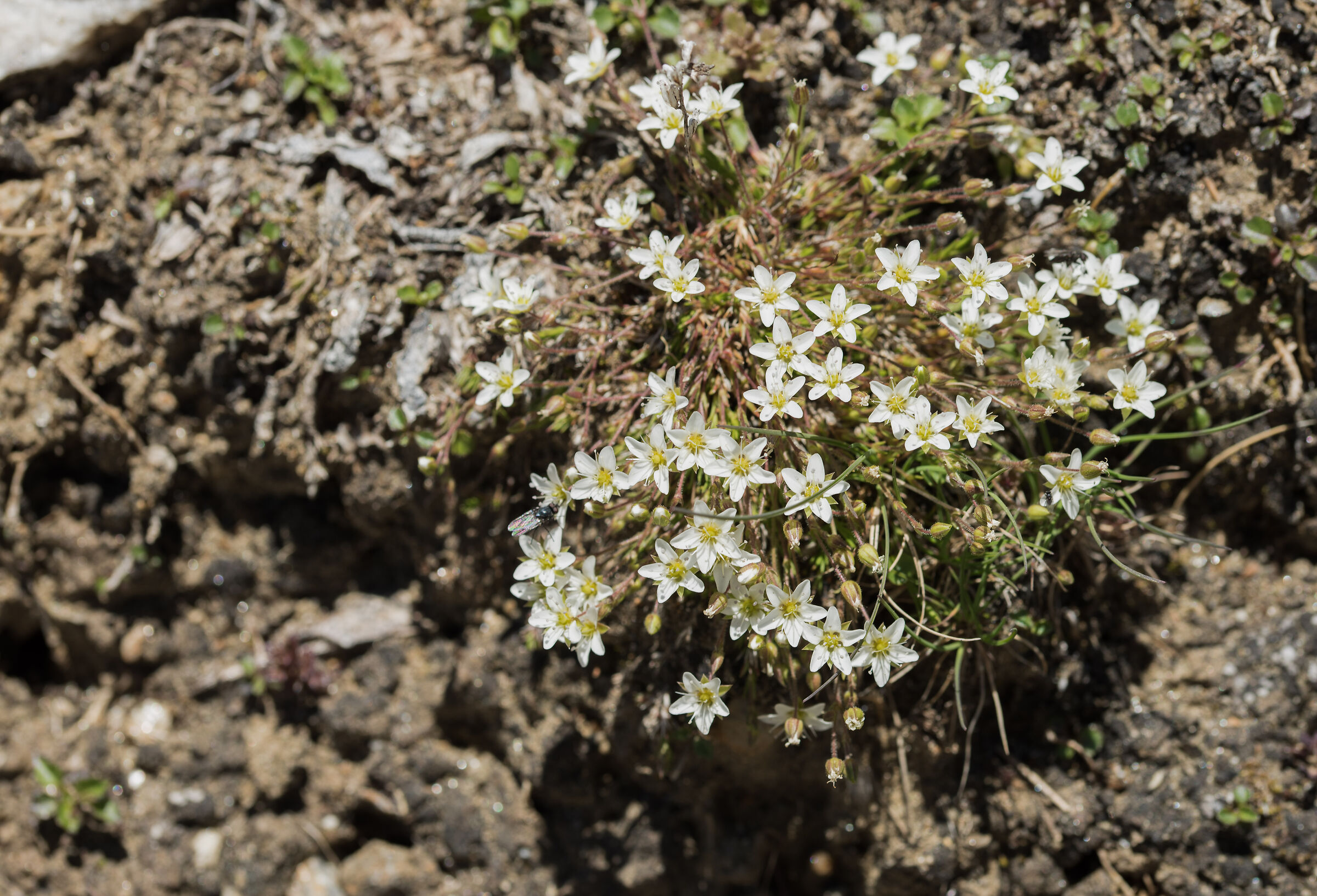 Sabulina Verna