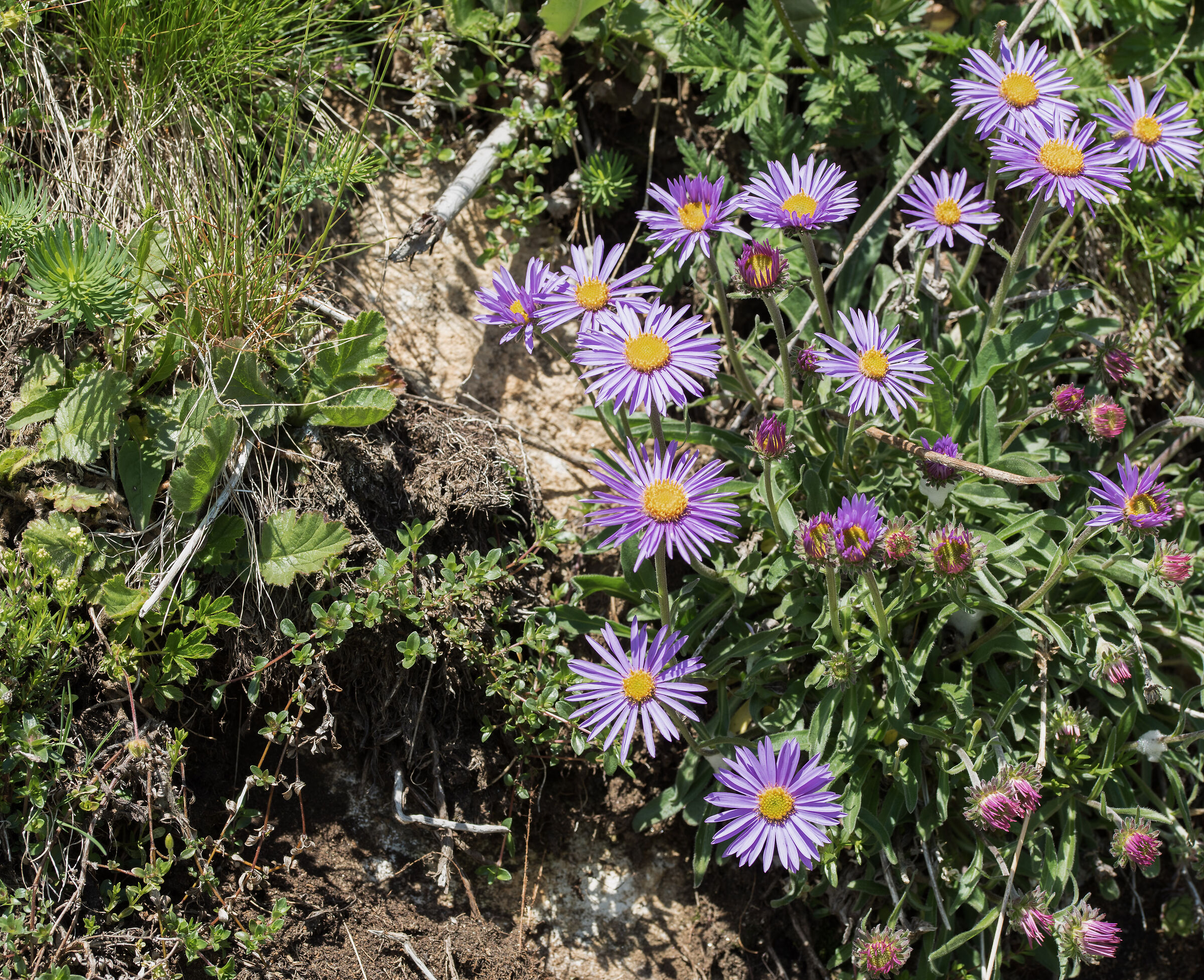 Alpine star