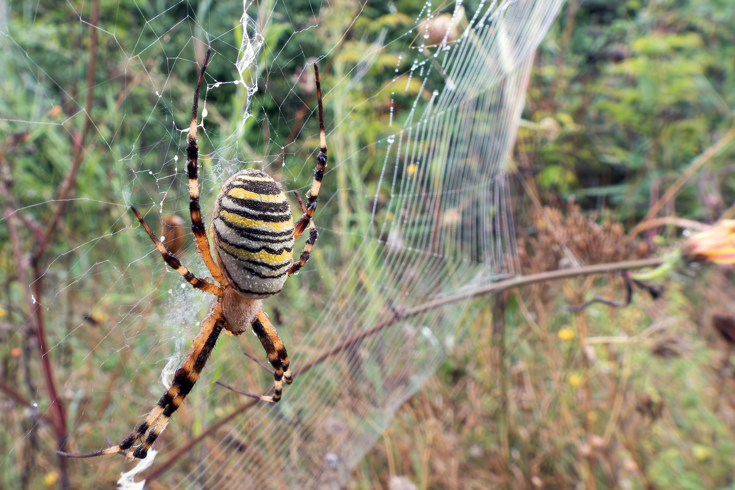 Close-up set with Coolpix p1000 (44)