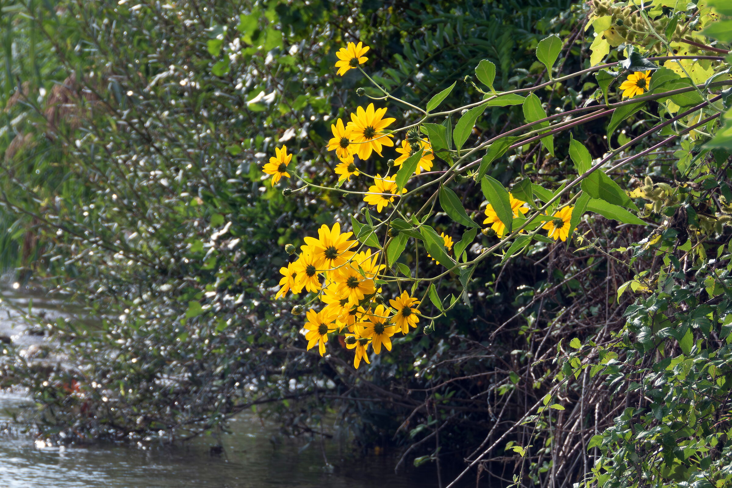 Jerusalem artichoke by the river