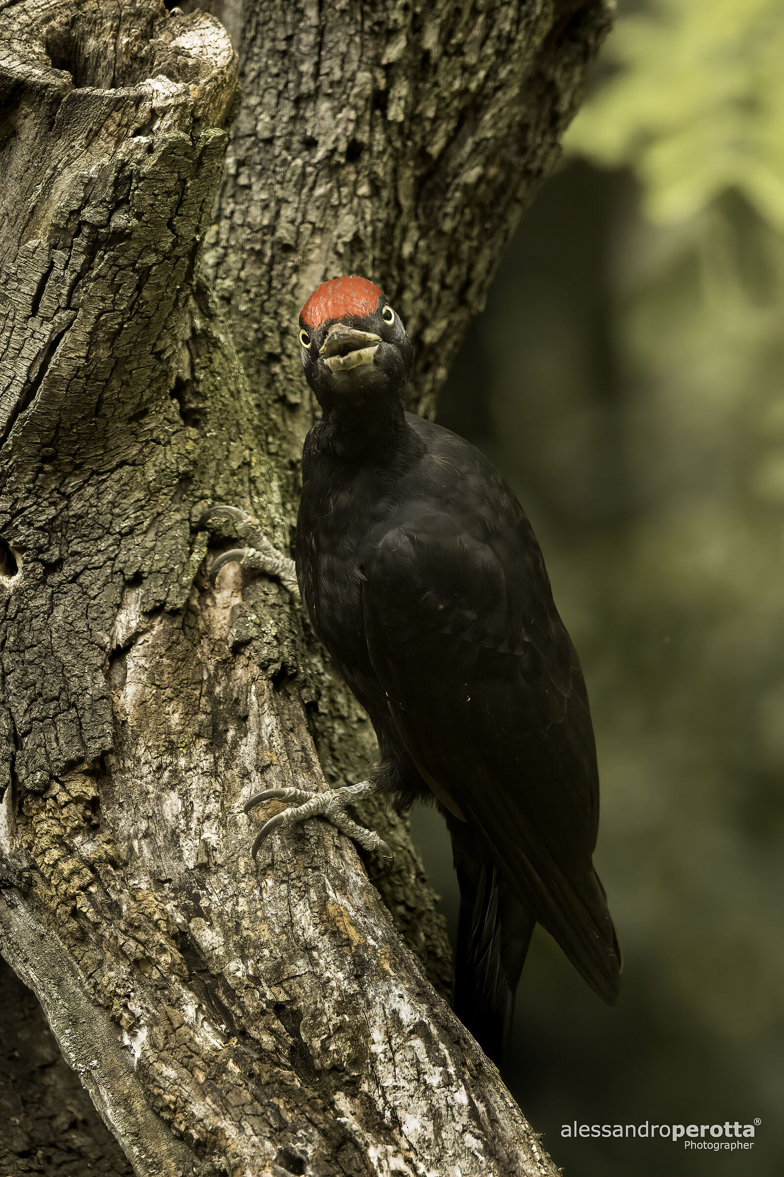 Dryocopus martius
