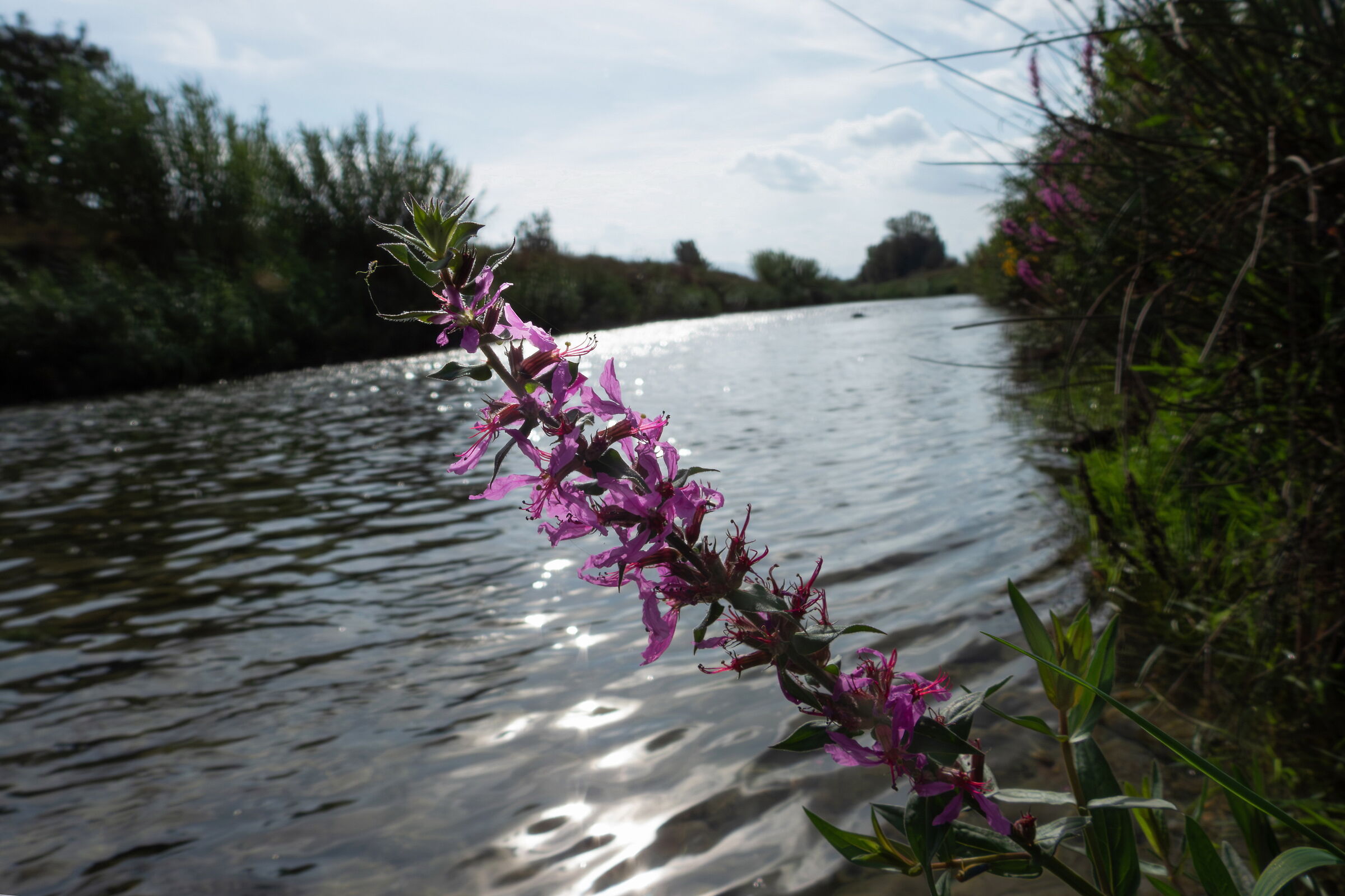 Salcerella by the river