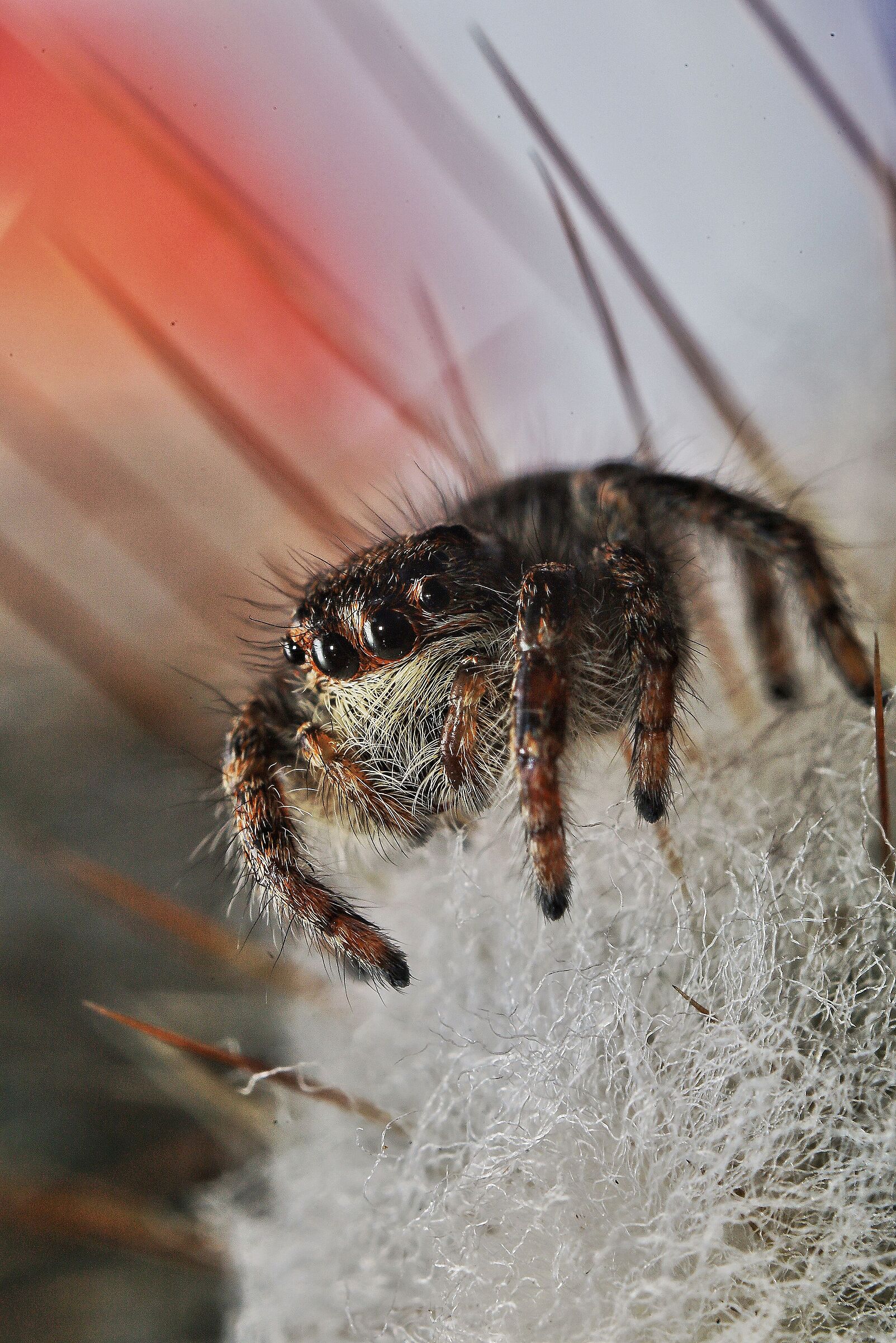Sitticus pubescens