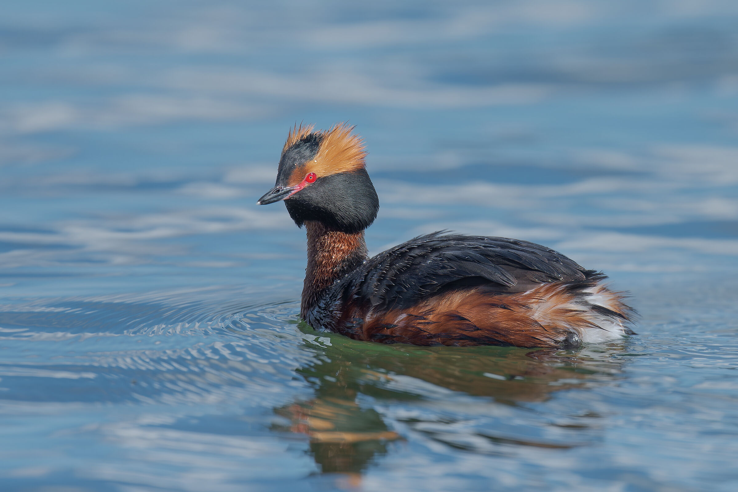 Horned grebe