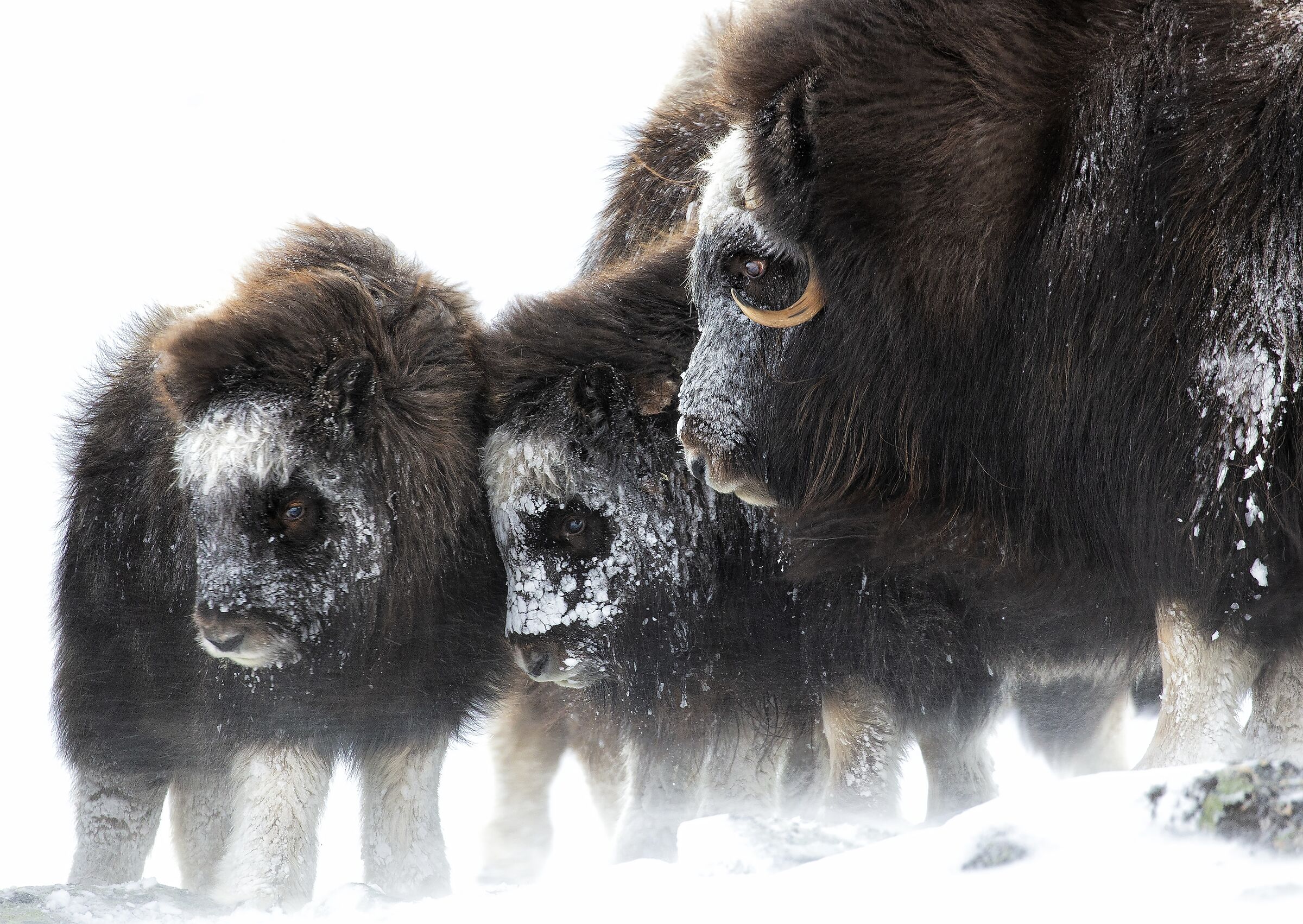 MuskOx