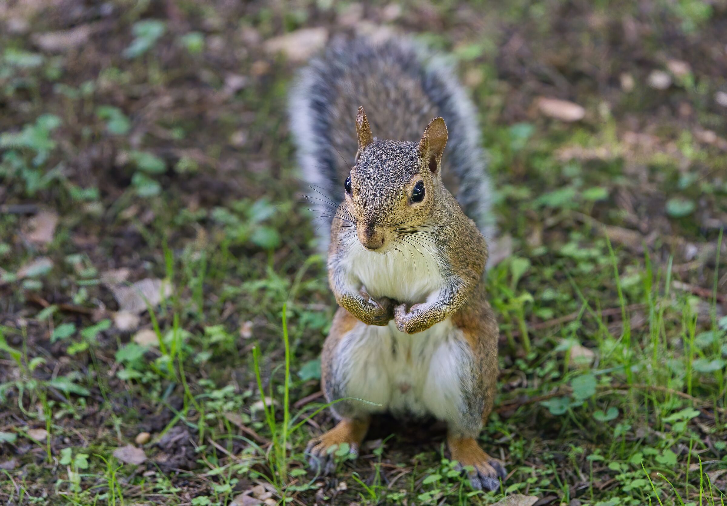 Me la dai la nocciolina ?