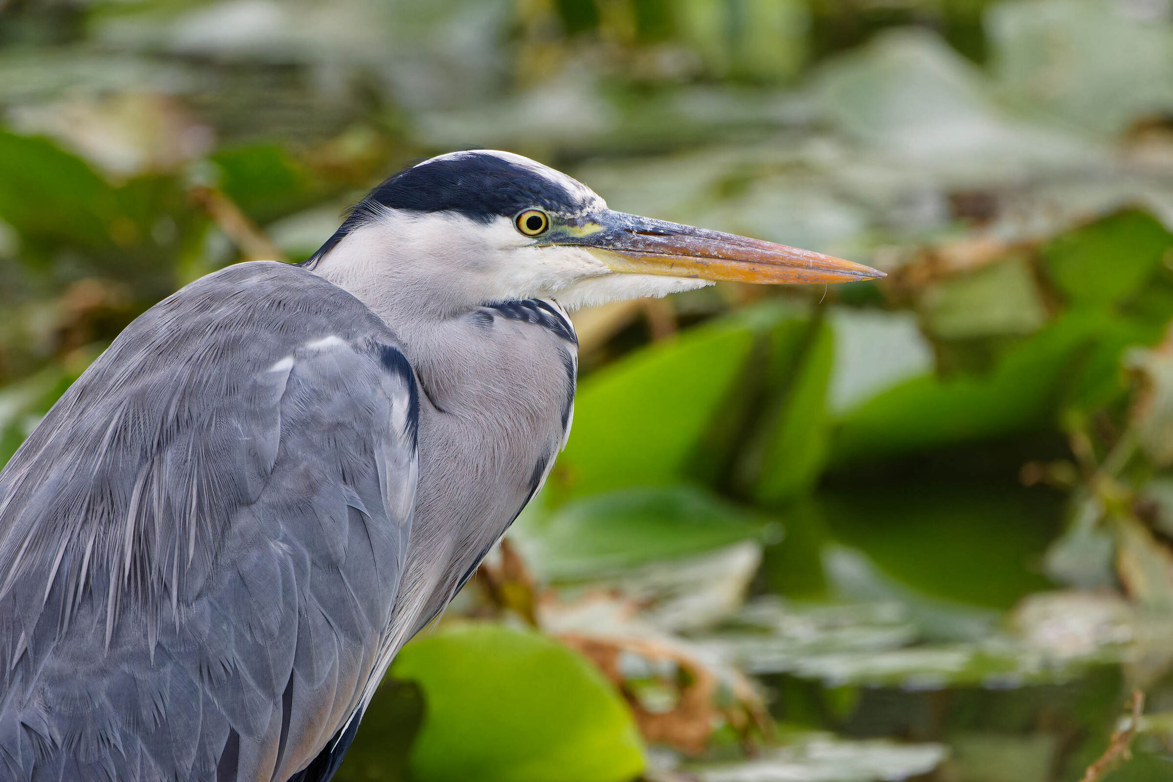 Parco Nord Milan, September 2022