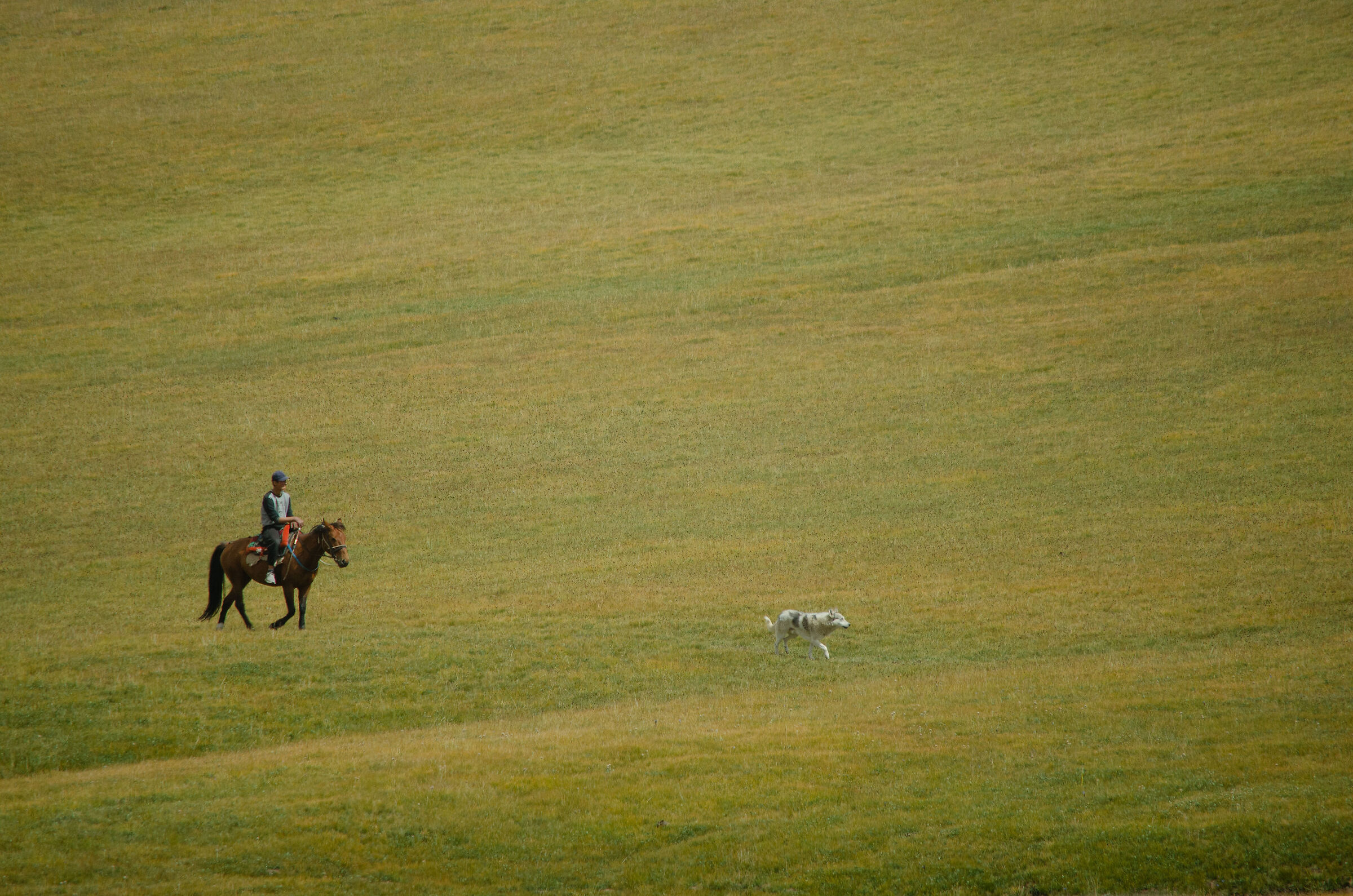 Sea of grass