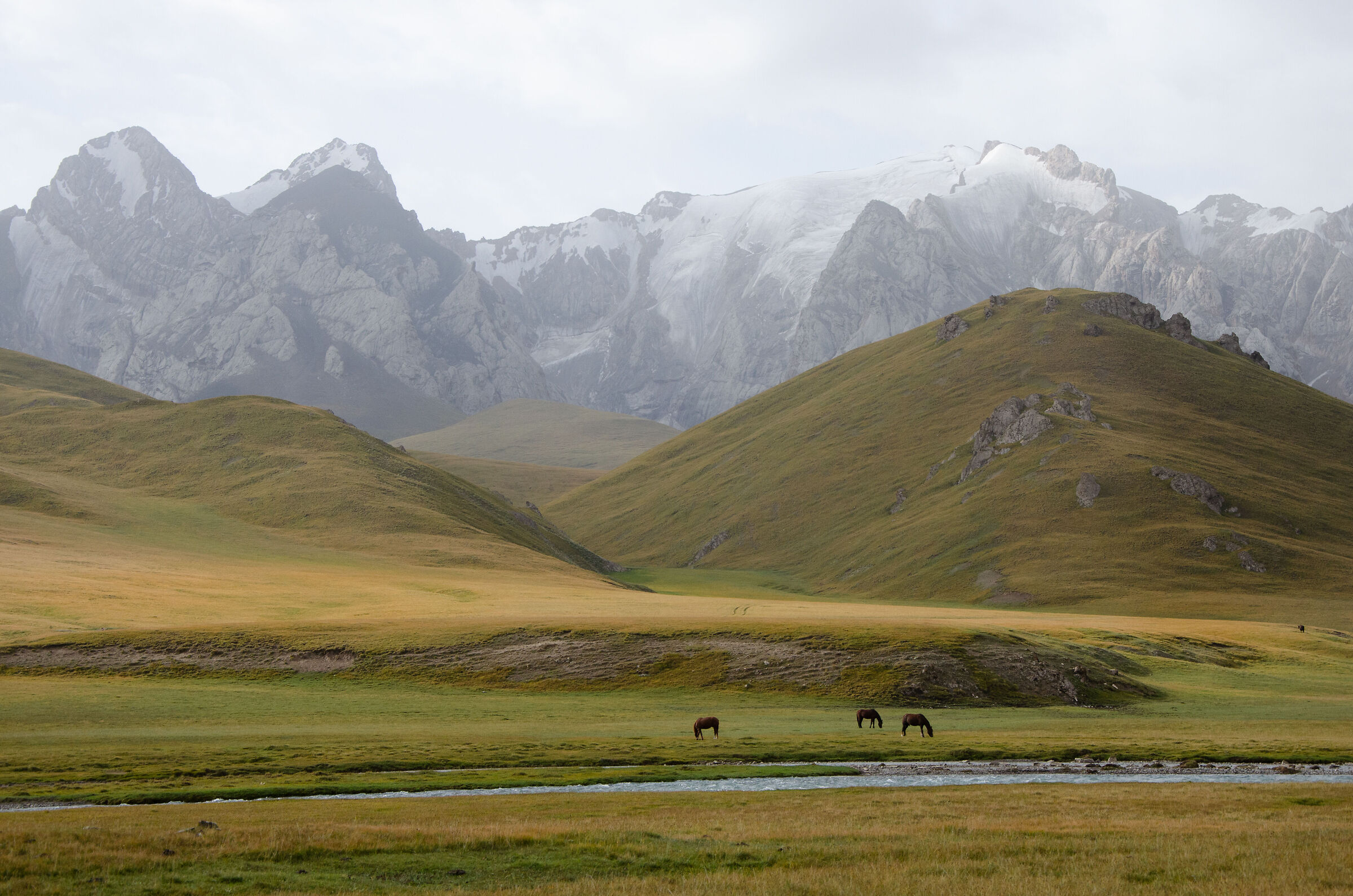 Cavalli e montagne