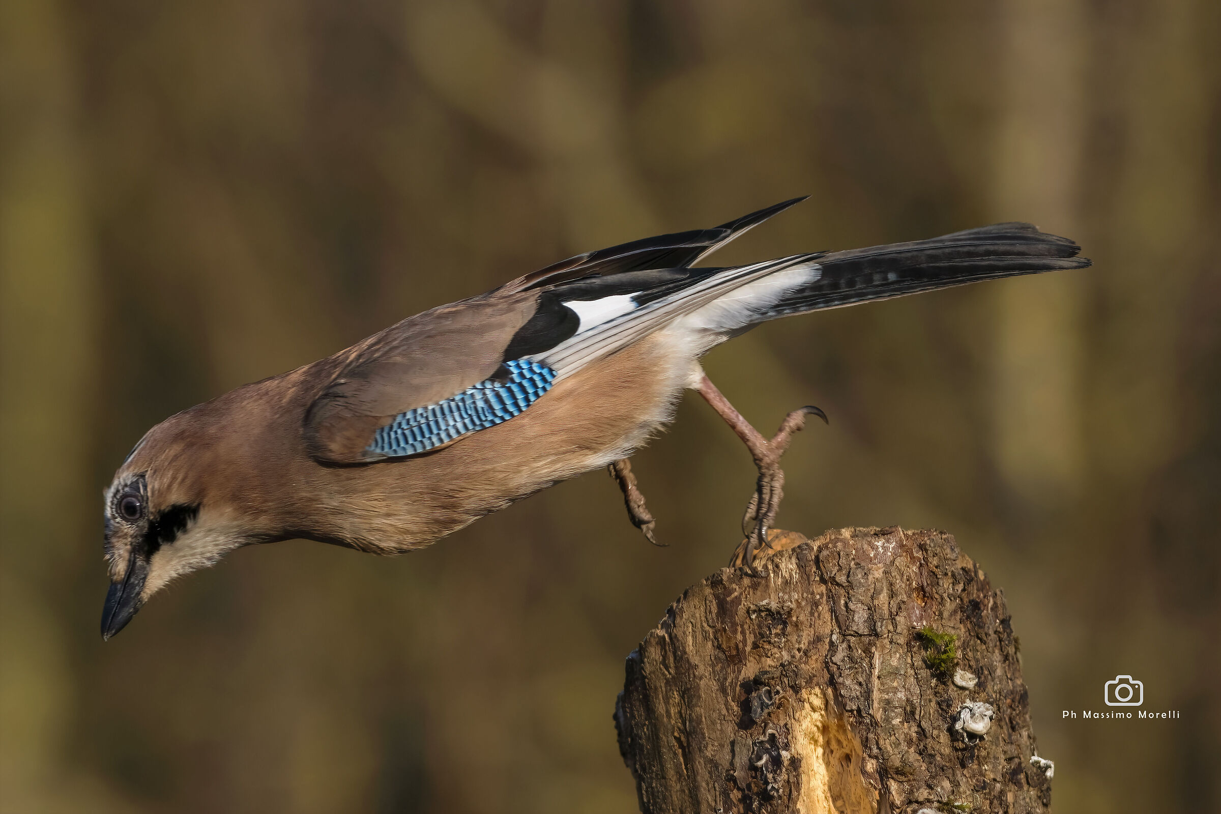 The jay takes flight