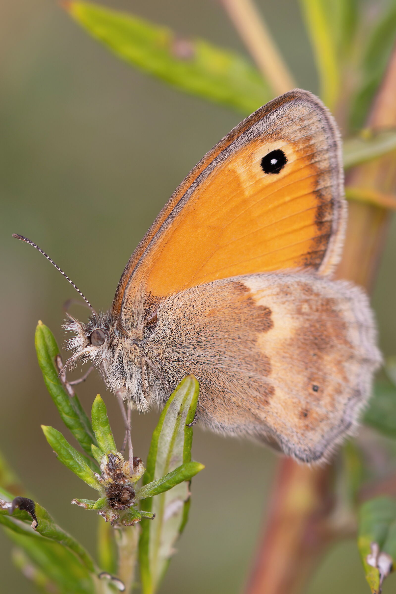 Coenonympha pamphilus
