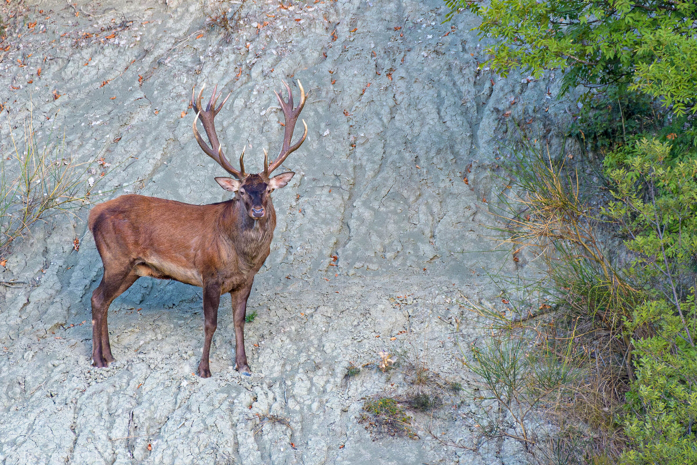 300kg of elegance and nobility