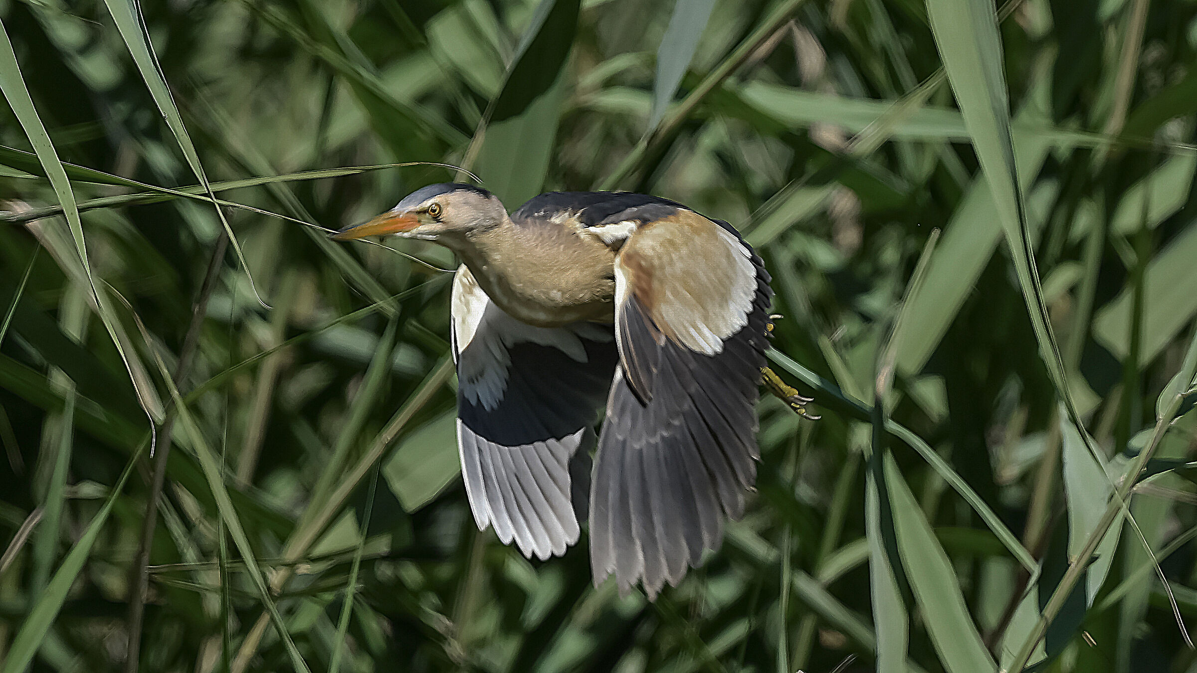 Prendo il vplo Tarabusino