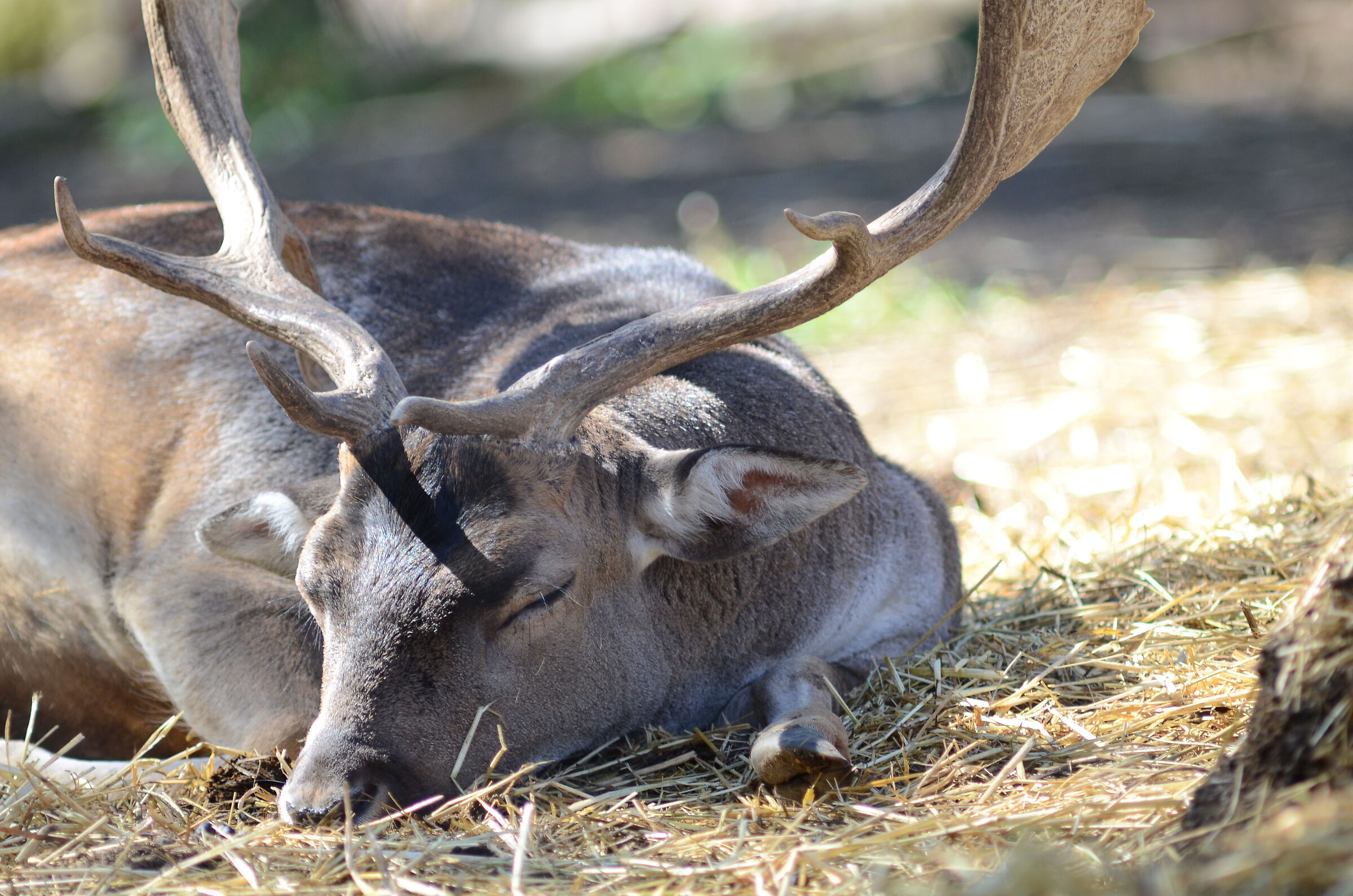 The warrior's rest...