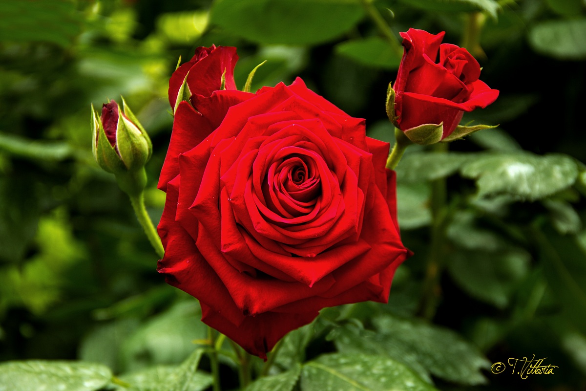 Red roses (symbol of love)